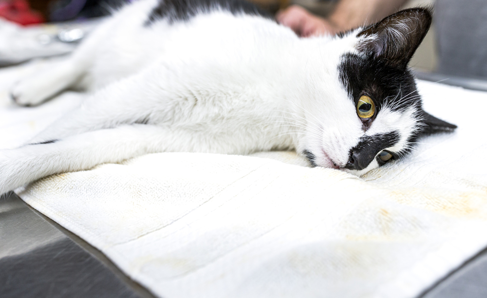 Steelton Community Cats Holds Spay And Neuter Clinic Pennlive