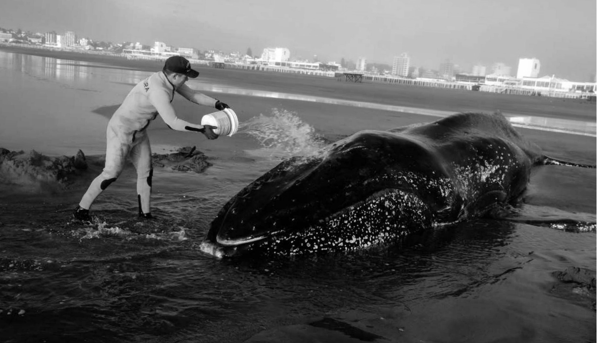 Youtube Viral Ballena Encallada En Playa Muri Pese A Dram Ticos