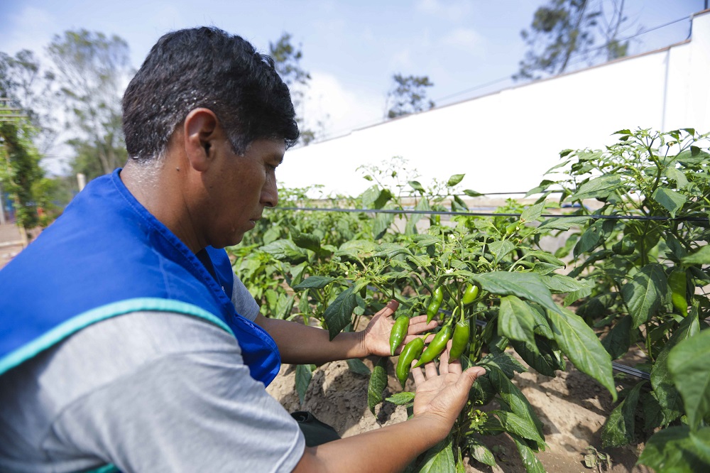 Inia Analiza Adn Del Aj Y El Pepino Dulce Para Incrementar Su Calidad