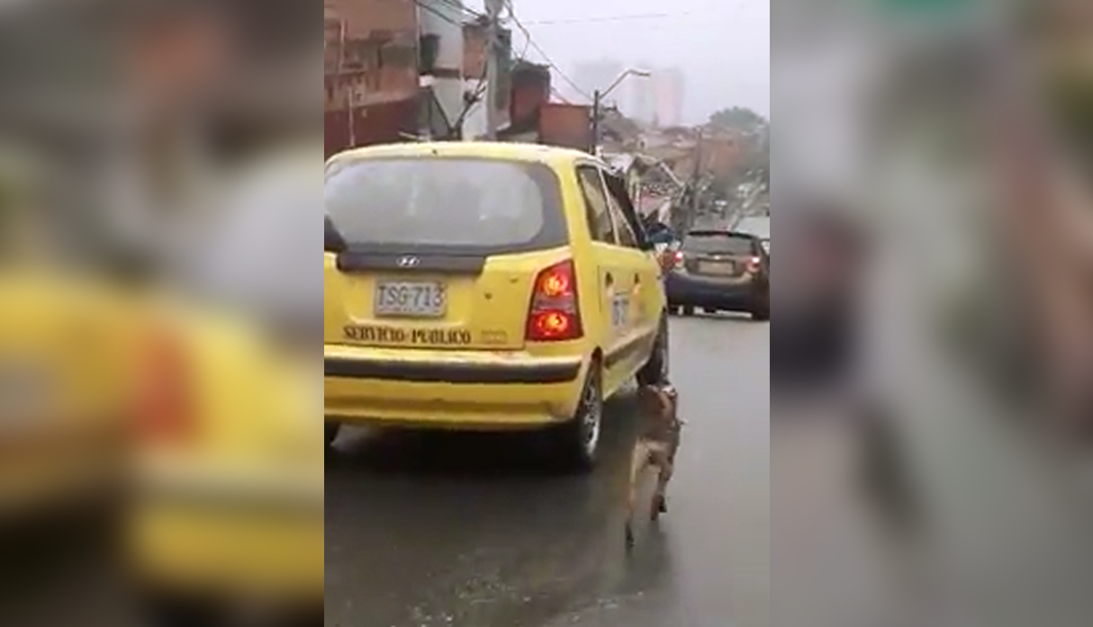 Facebook Un Perro Persigue Bajo La Lluvia El Auto De Sus Due Os Que Lo