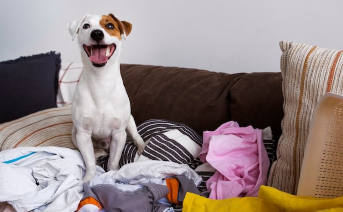 Estas Son Las Enfermedades Que Transmiten Los Perros Con La Saliva