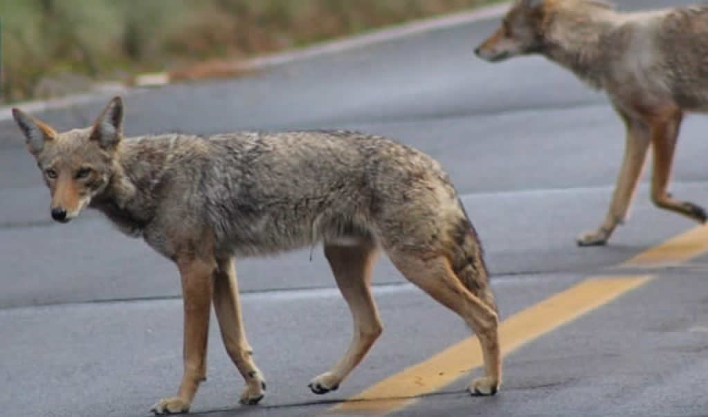 C Mo Llegar Y Qu Hacer En El Parque Nacional Izta Popo El