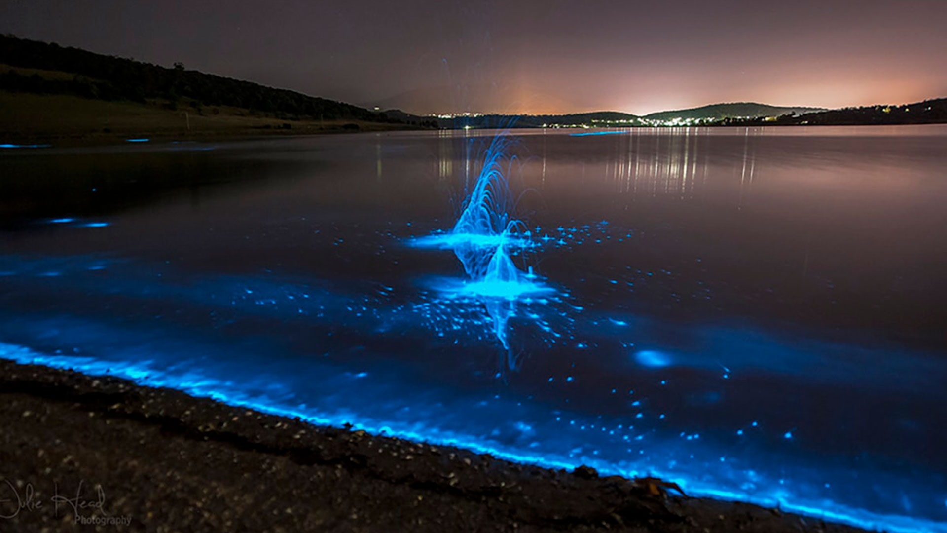 Биолюминесцентный фитопланктон