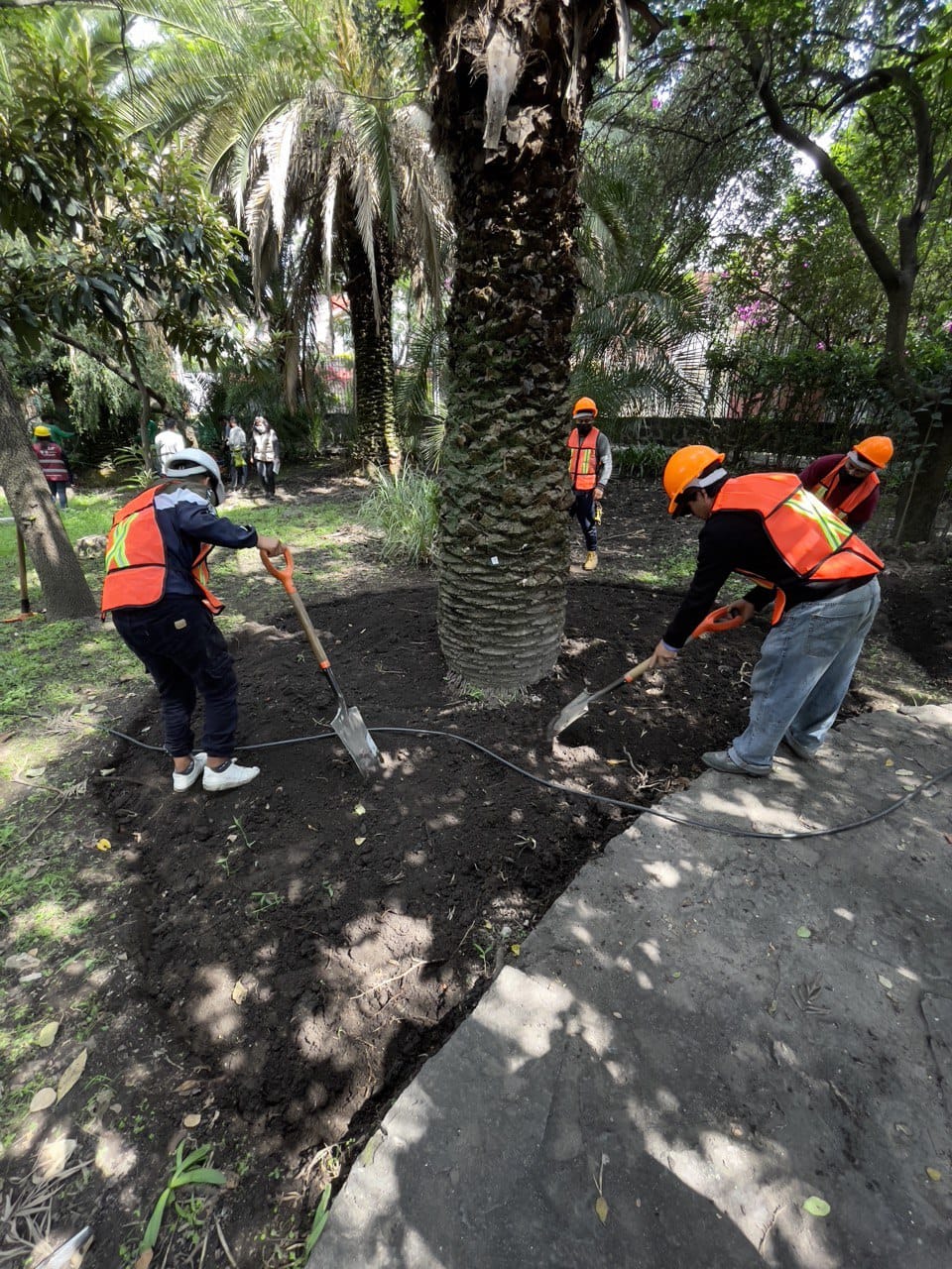 Por Qu Est N Muriendo Las Palmeras De Cdmx Infobae