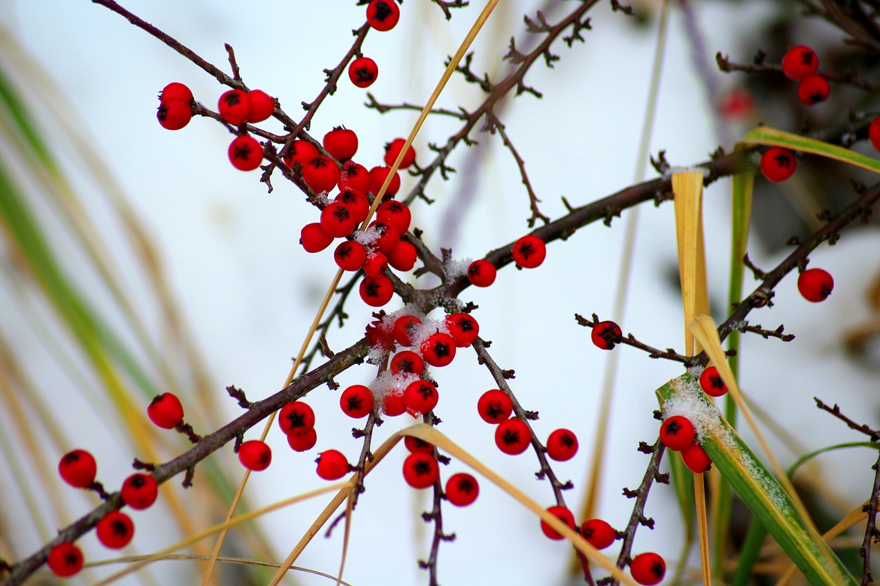 Cotoneaster La S Per Planta Que Absorbe La Contaminaci N Del Aire The Best Porn Website