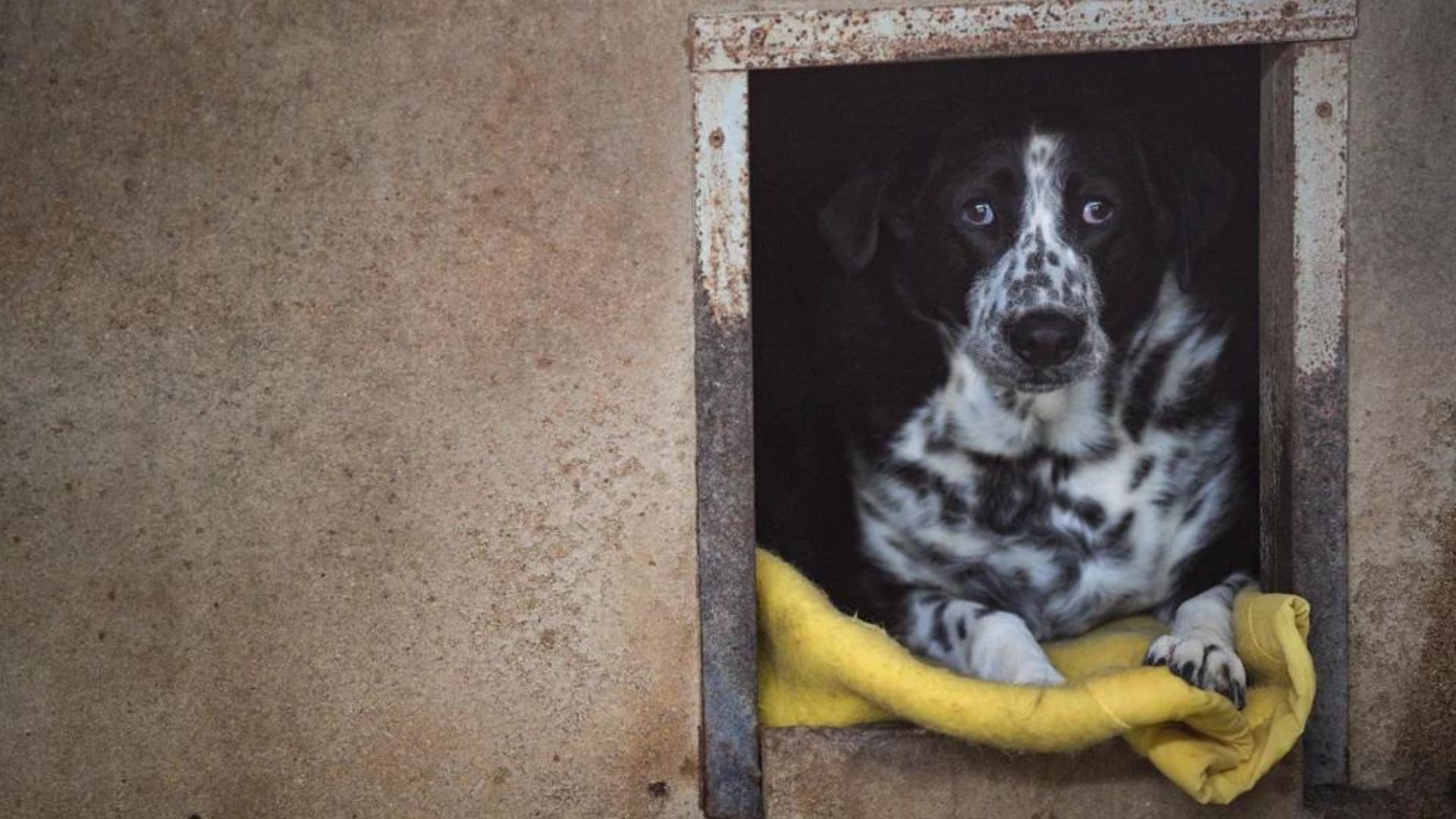 Los Perros Realmente Necesitan Comer Carne