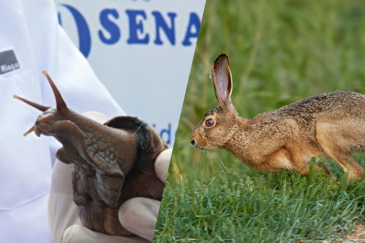 Conoce Cu Les Son Las Especies Invasoras Que Amenazan La Flora Fauna Y