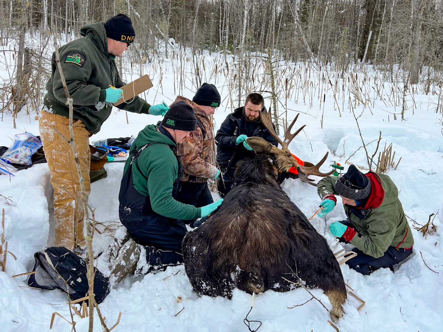 Researchers to capture 43 moose in Upper Peninsula for population study