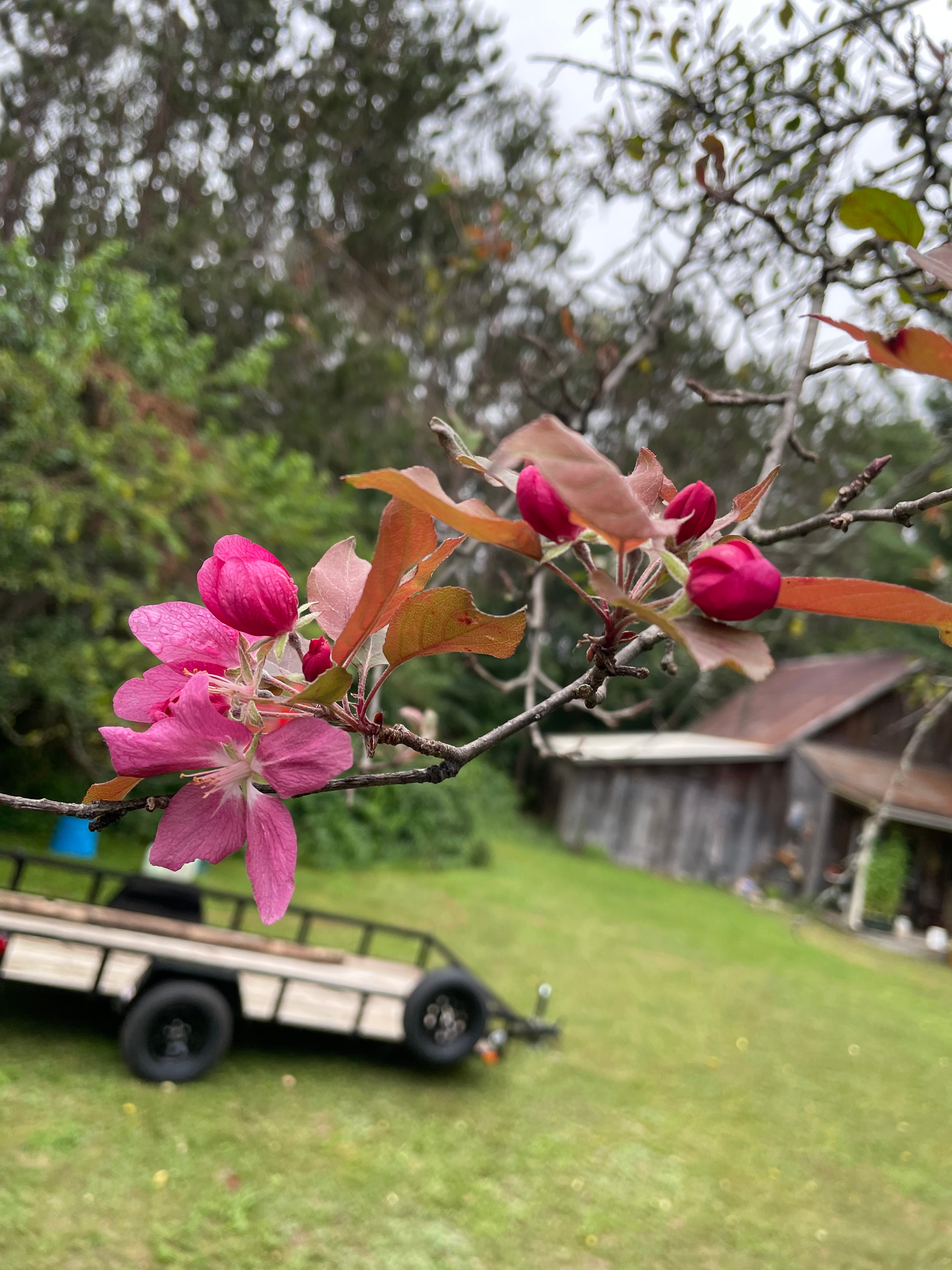 Flowering Crab Apple Tree! One branch on the tree is blooming. August 29th!! Bay Township