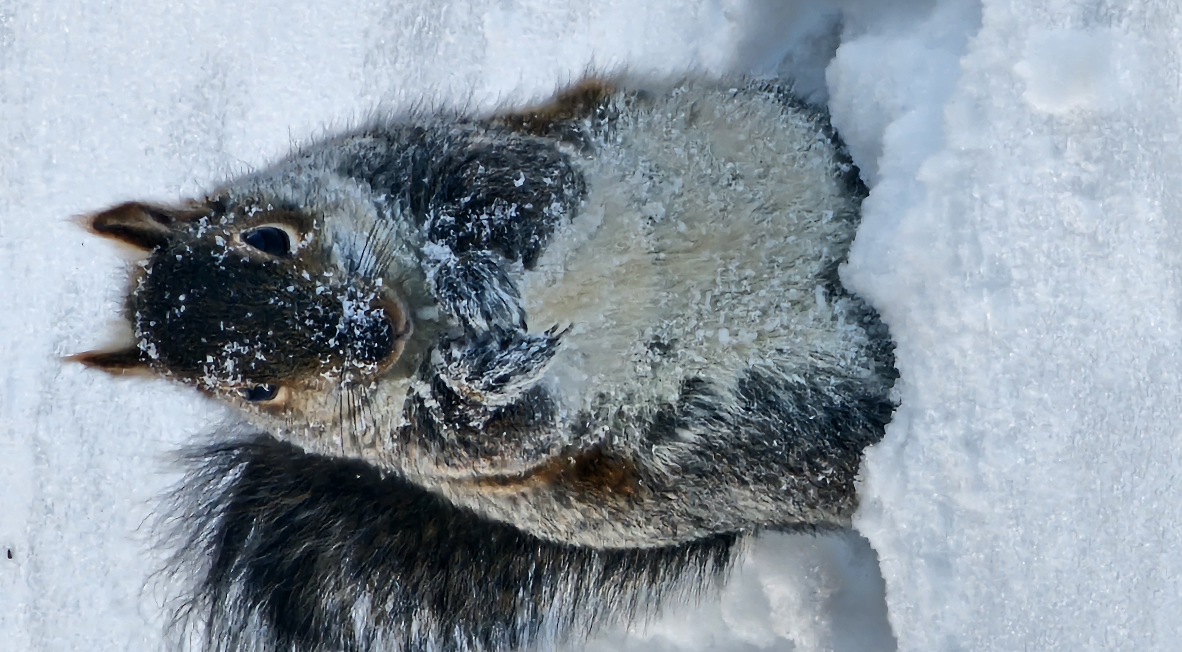 Squirrel eating in our front yard in Ludington. 