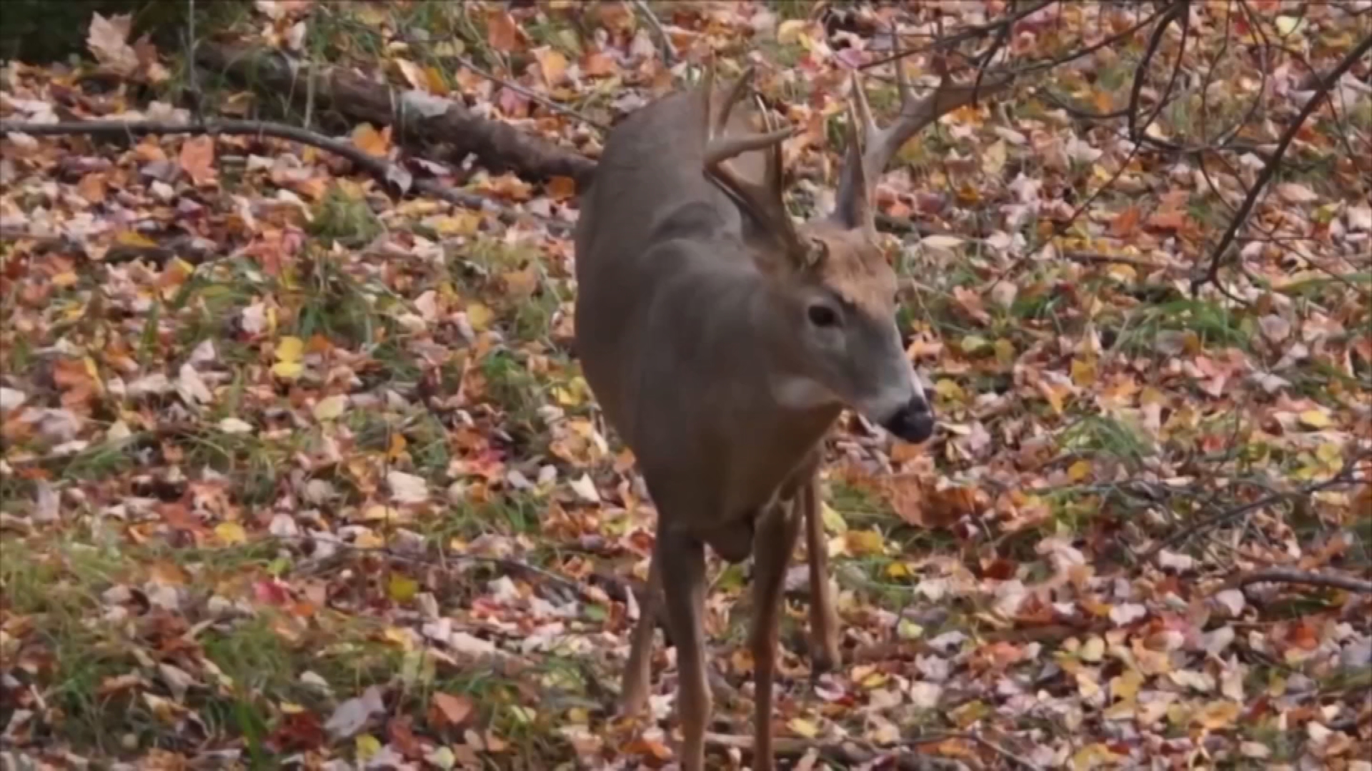 Deer Footage New.mov