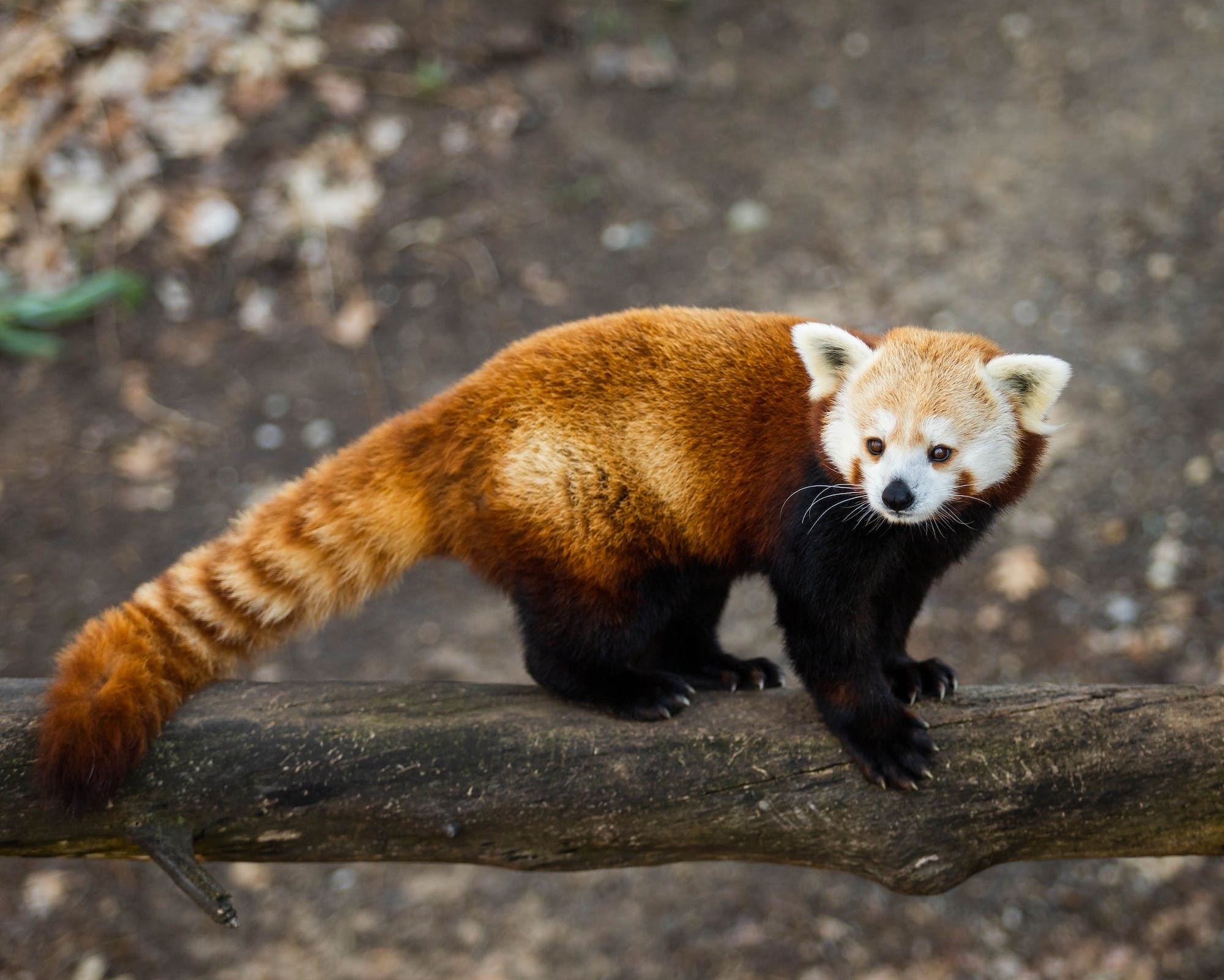 An example of a red panda
