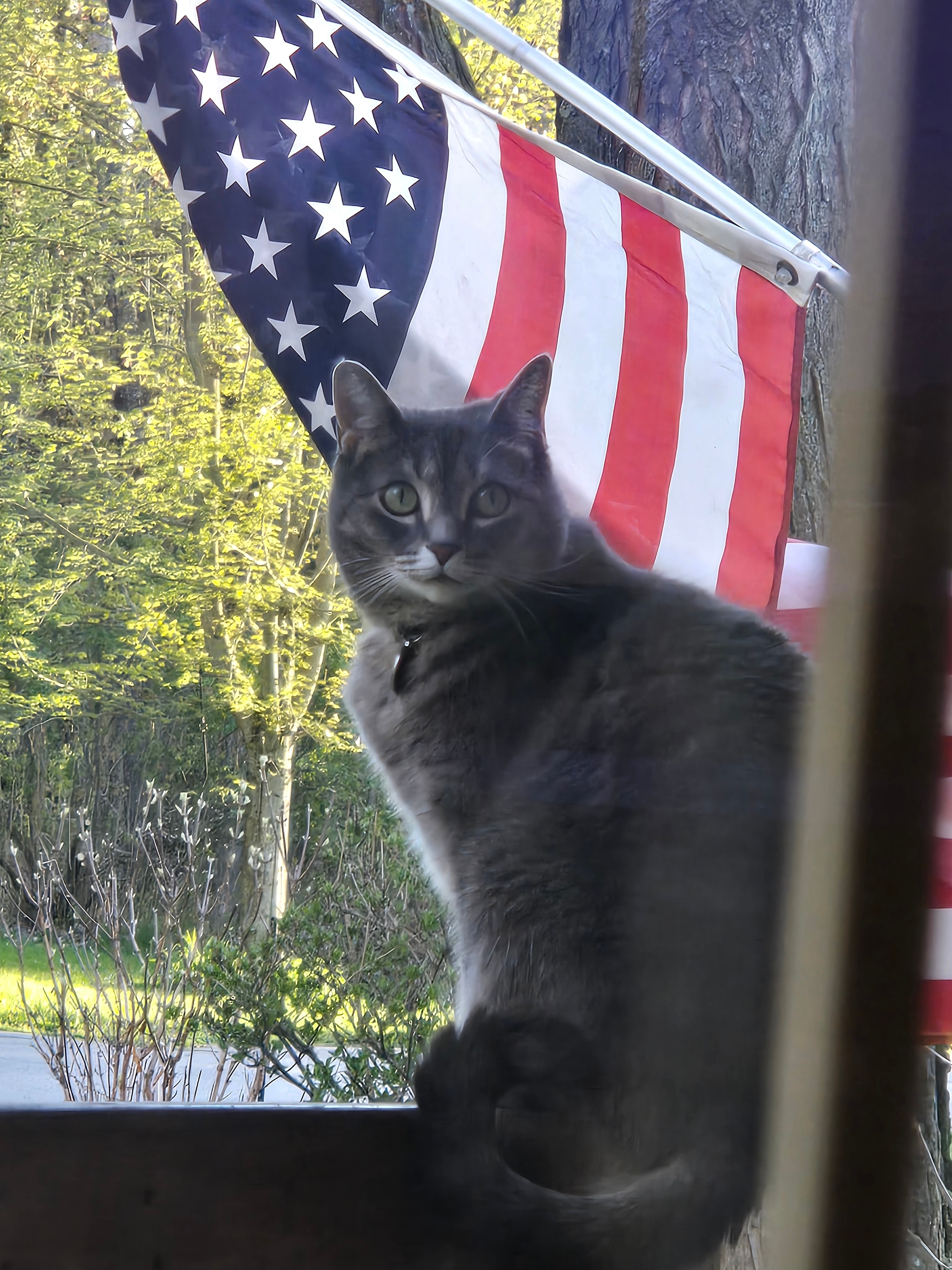Our Patriotic Katan stalking the area birdies, when she's not eating snacks with her sisters
