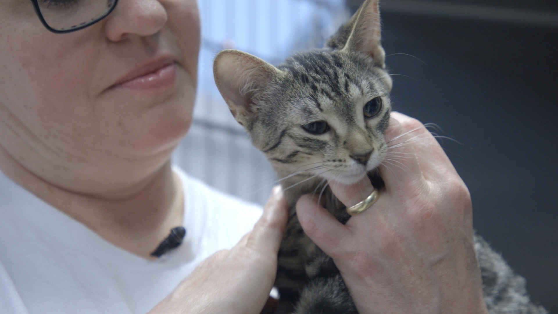 TC Paw Cat Rescue receives large donation from 100 Women Who Care