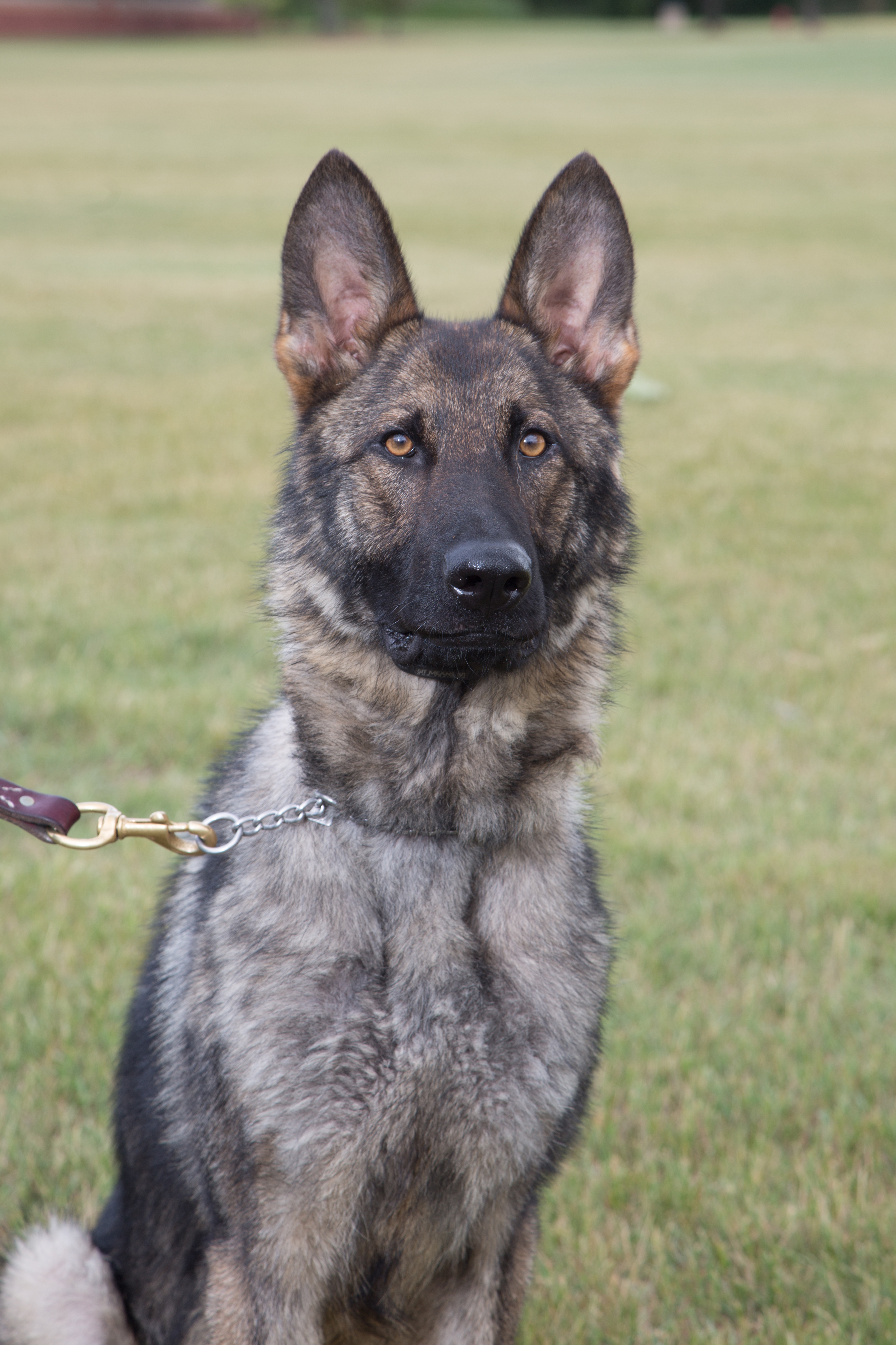 Michigan State Police are celebrating the retirement of K9 Loki, who has been a dedicated member of the Houghton Lake Post for eight years.