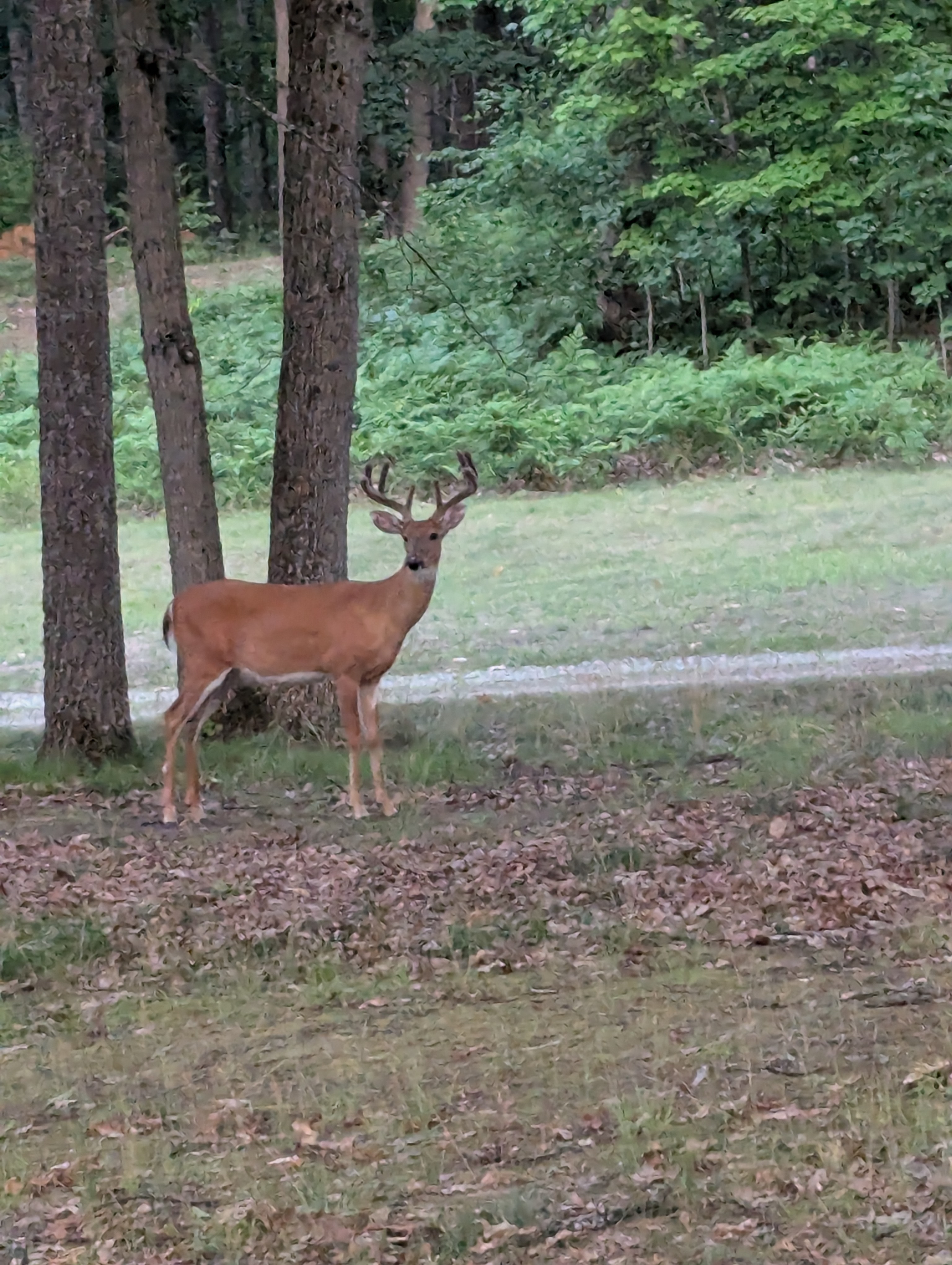 Nice Bucks out kitchen window 