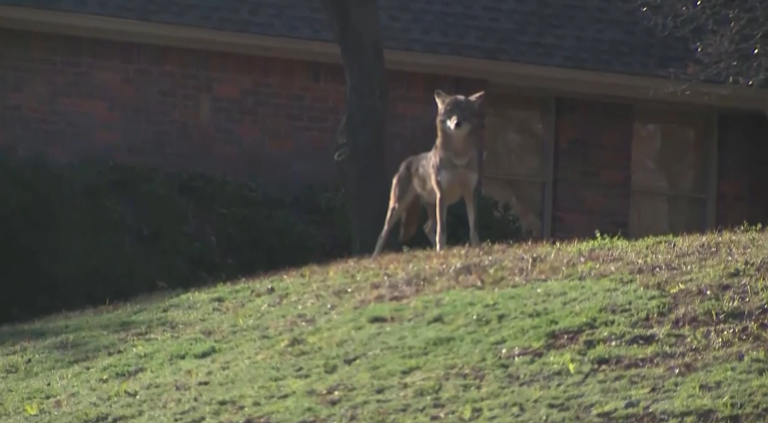 Seven-month coyote management season aims to reduce overpopulation