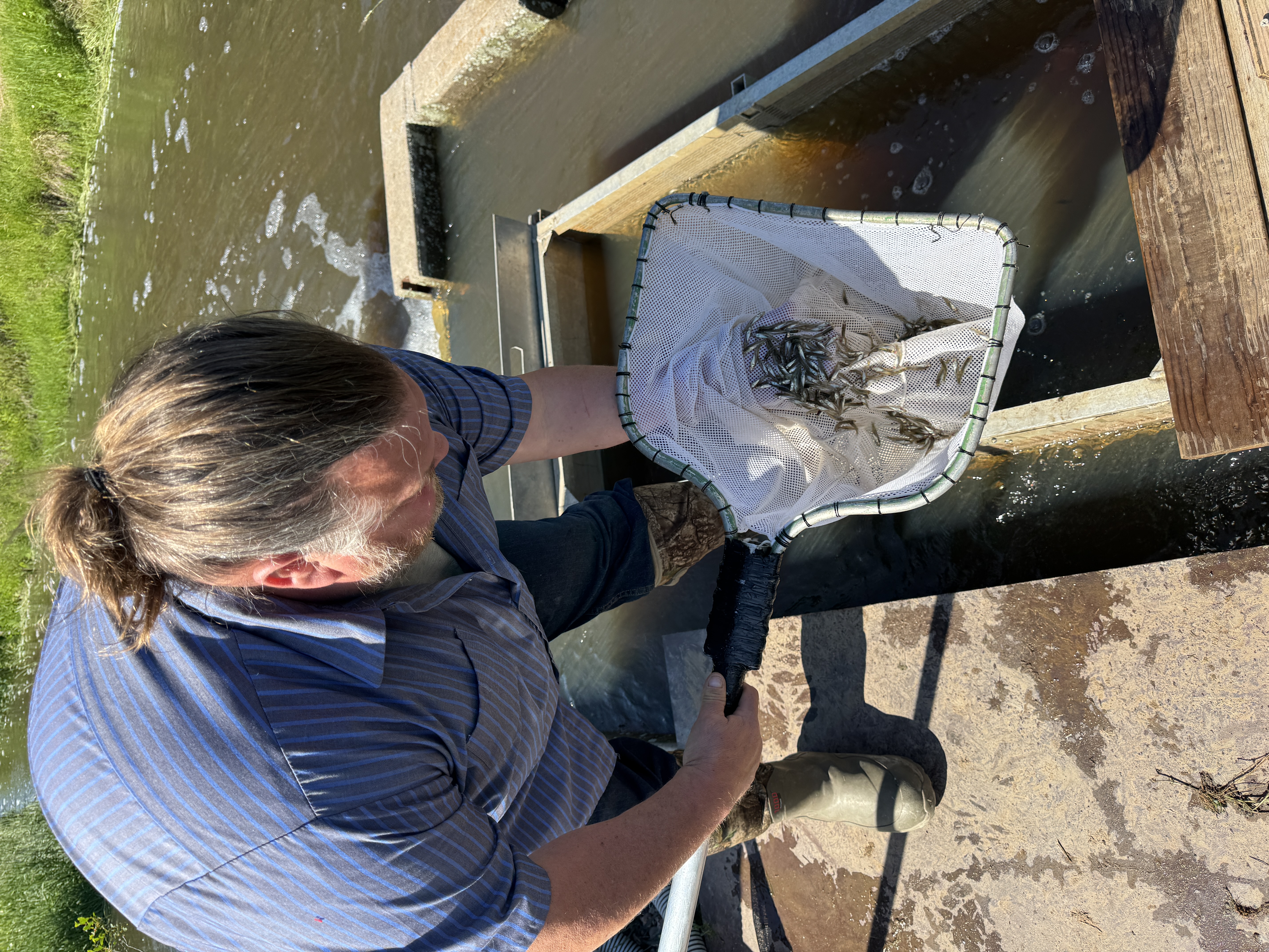 Sault Tribe stocks over 1 million fish in Great Lakes to boost populations