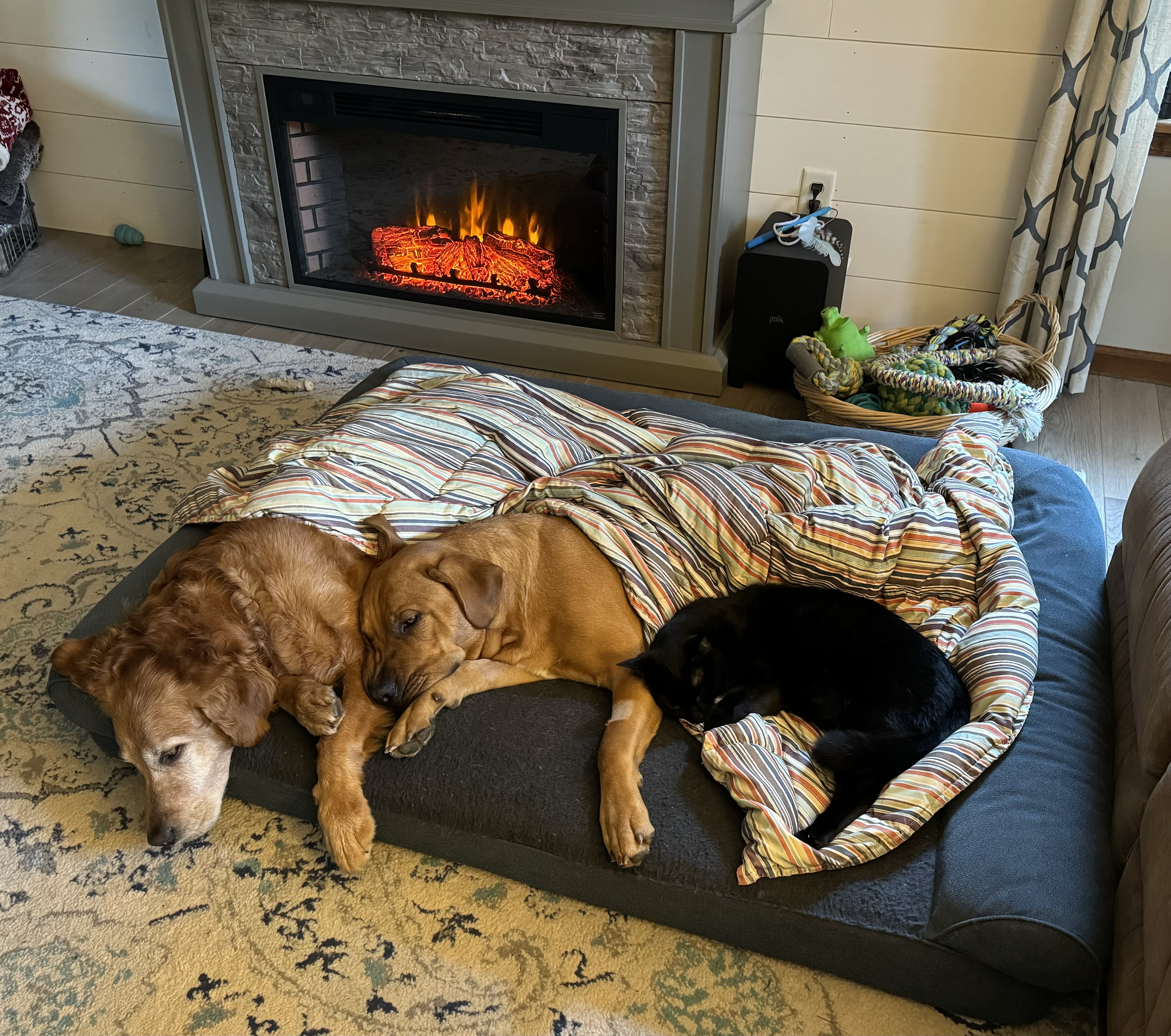 Best Friends- Floyd, Buck and Yeti taking a nap.