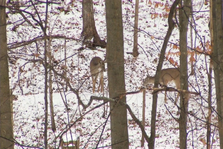 Hook & Hunting: Charlevoix Launches Online Form to Report Deer Activity