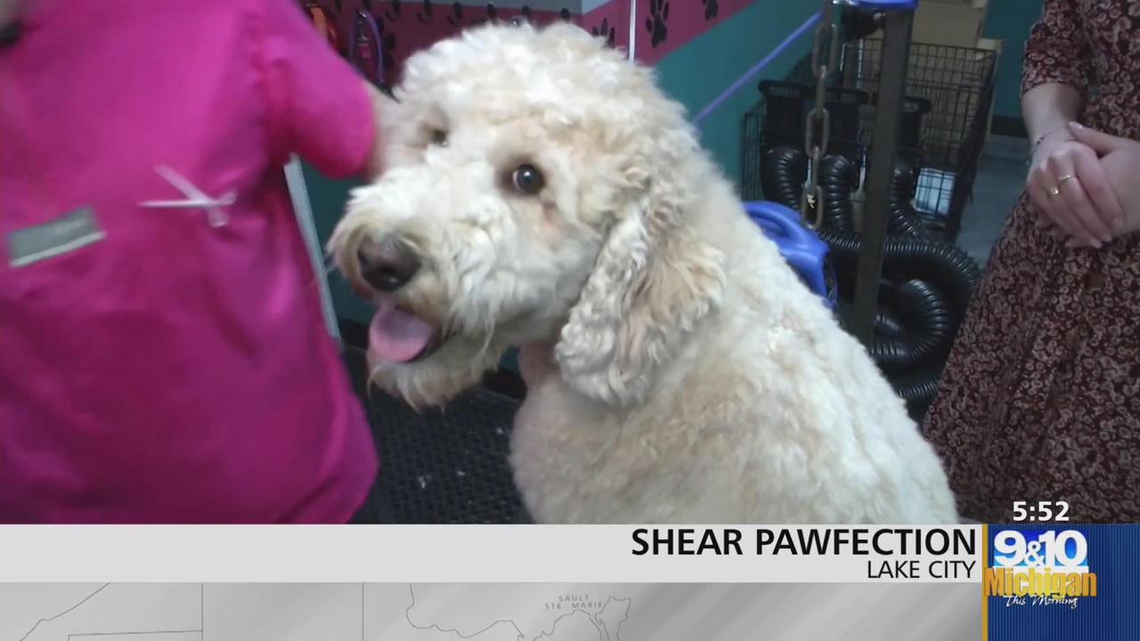 MTM On the Road: Shear Pawfection Opens For Business in Lake City – 9 ...
