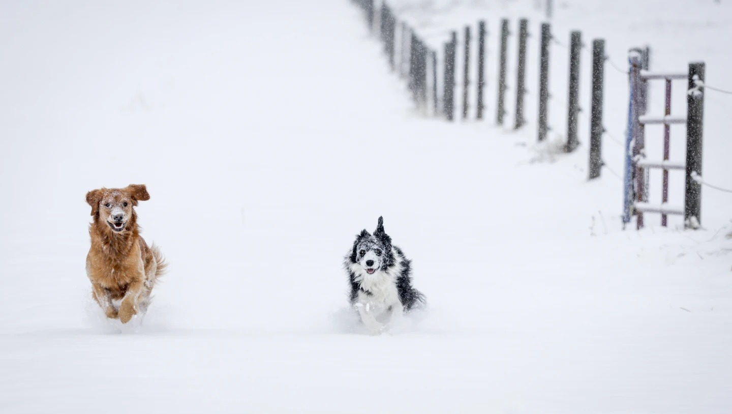 Daisy, left, and Maggie race through fresh snow near Cremona, Alberta, Tuesday, Oct. 24, 2023, after the first snowfall of the season. (Jeff McIntosh/The Canadian Press via AP)