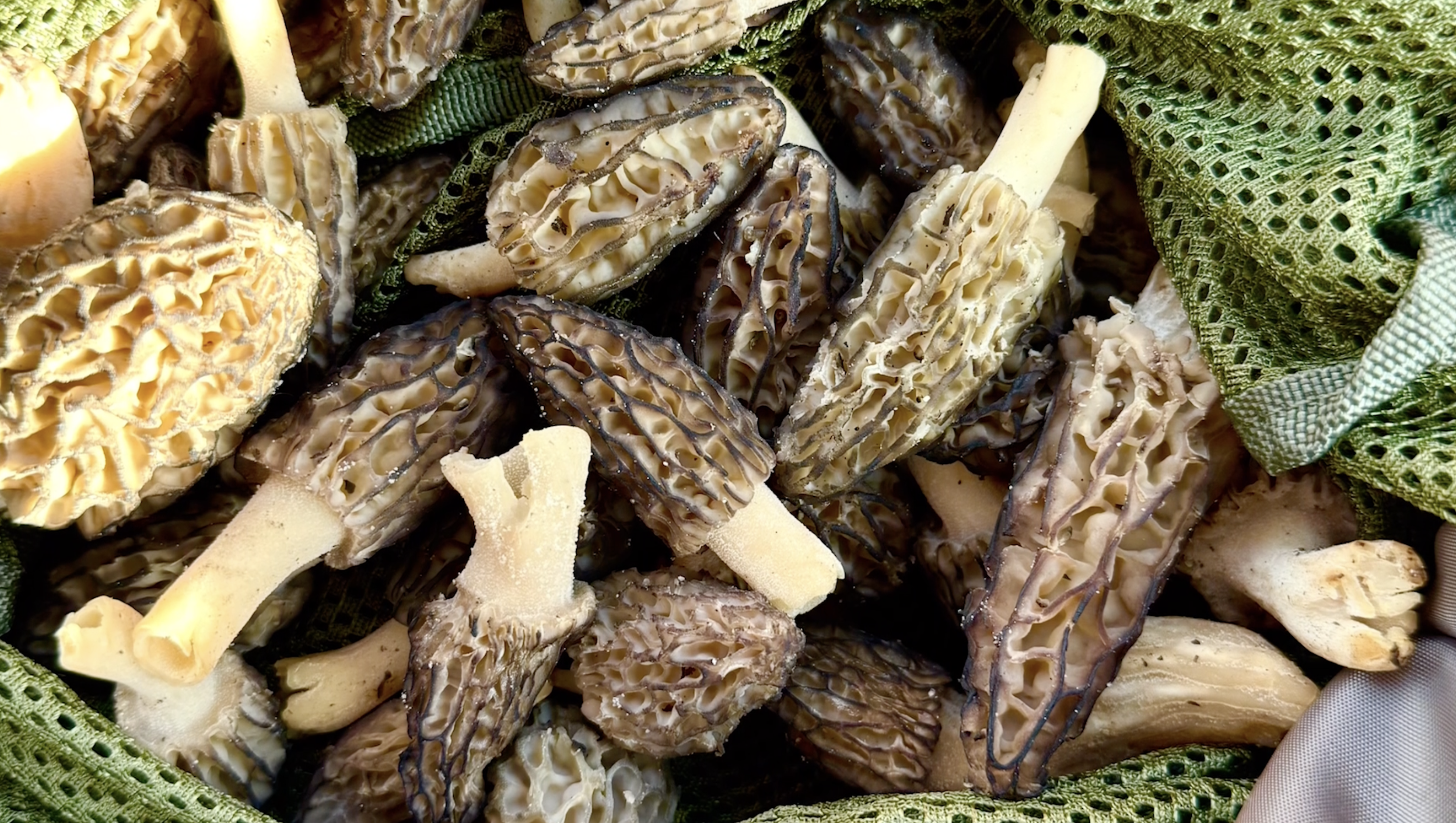 Wellness for the Family: Morel Mushroom Season – Where to Look and How to Cook