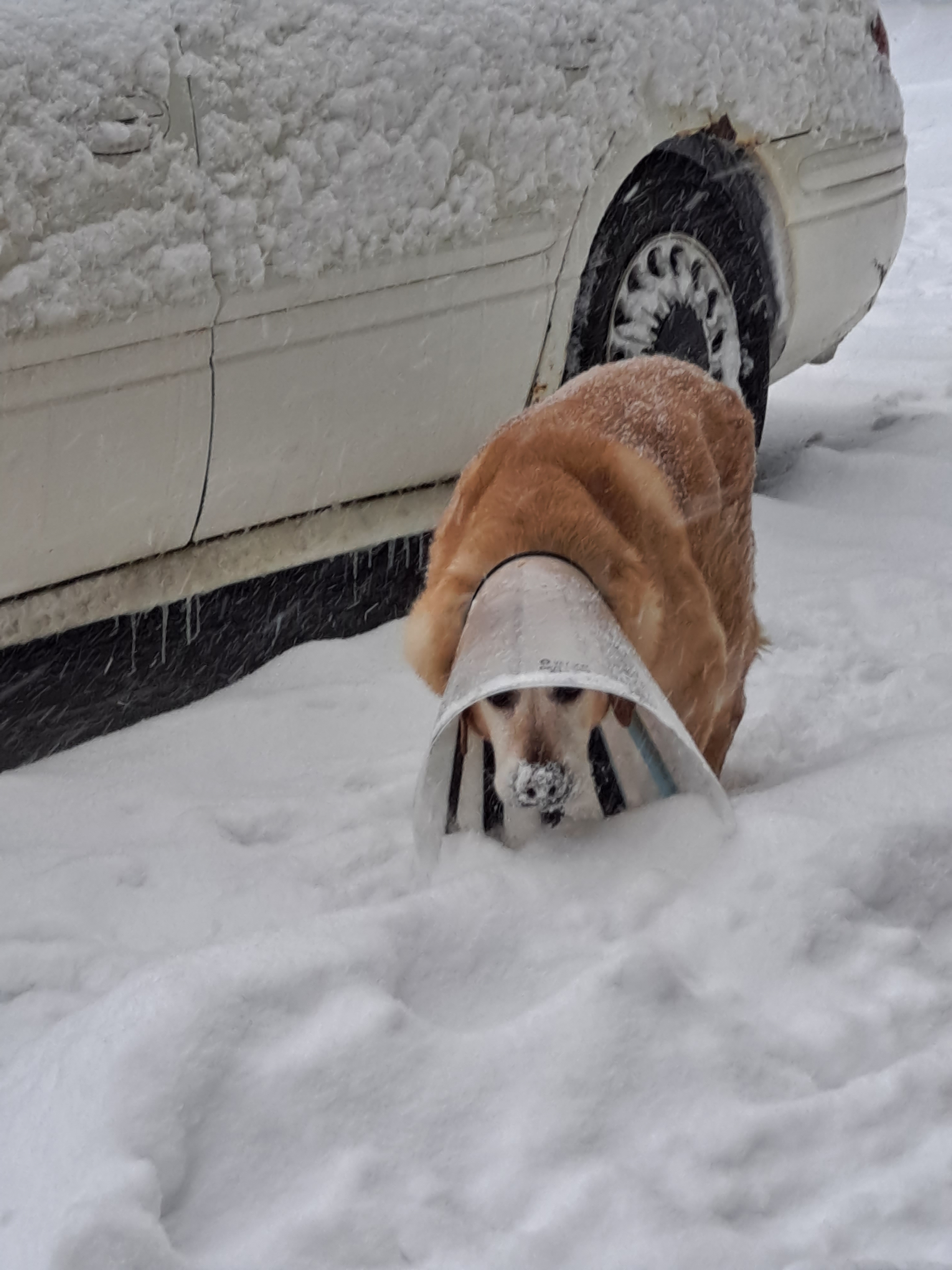 Our snow lickin' dog Dale from Onaway, Michigan 