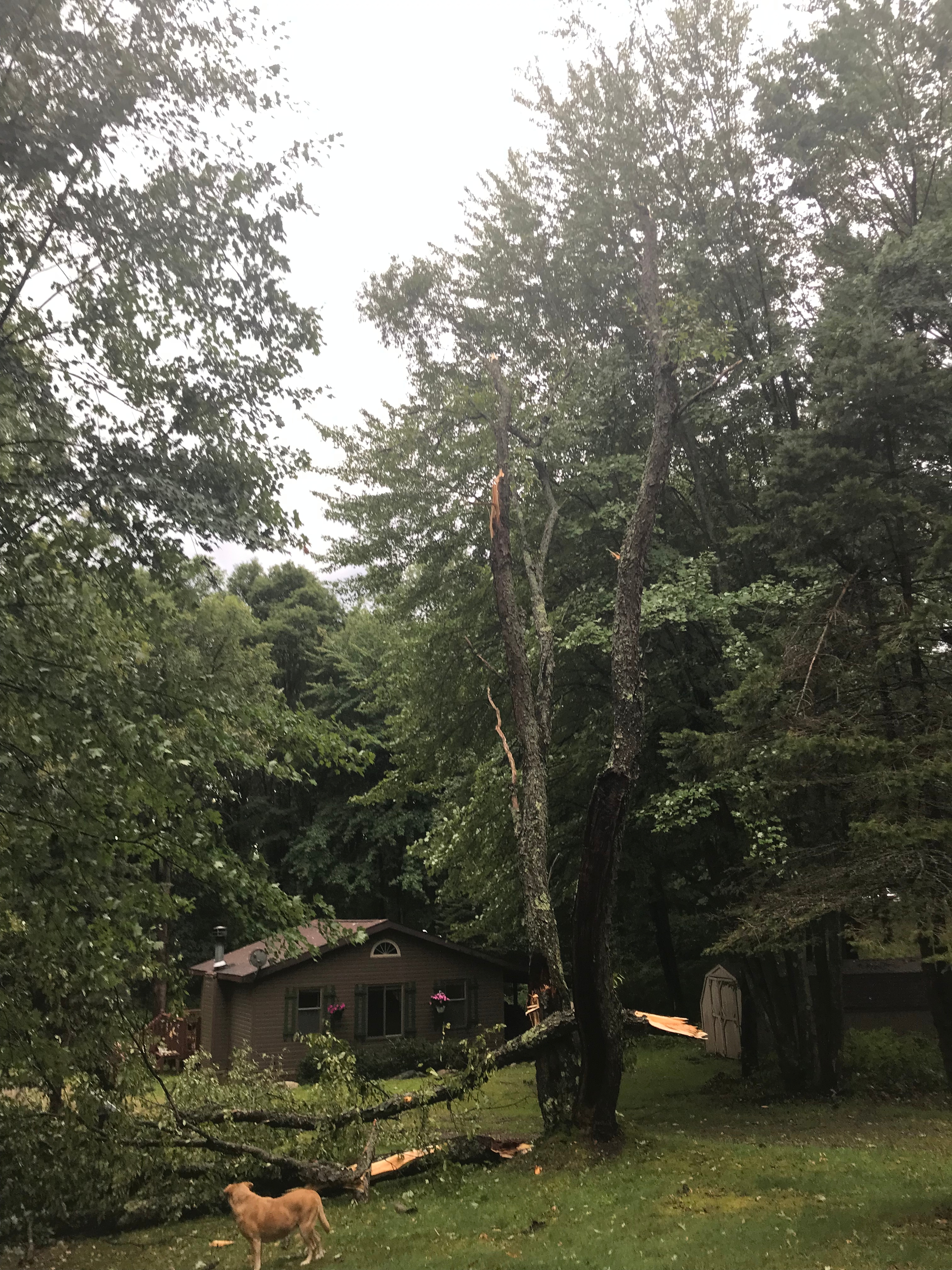 Leading edge winds from Tuesday afternoon storm snapped off this old maple in Rose Lake Forest outside LeRoy.  