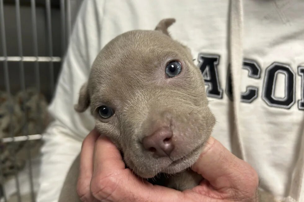 Michigan officers find adorable puppy in suspect s pockets when