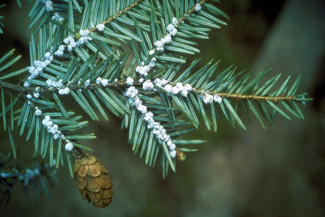 Hemlock woolly adelgid (Conn. Agricultural Experiment Station)