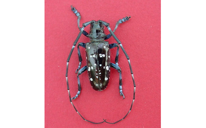 August is designated as Tree Check Month to identify Asian longhorned beetles