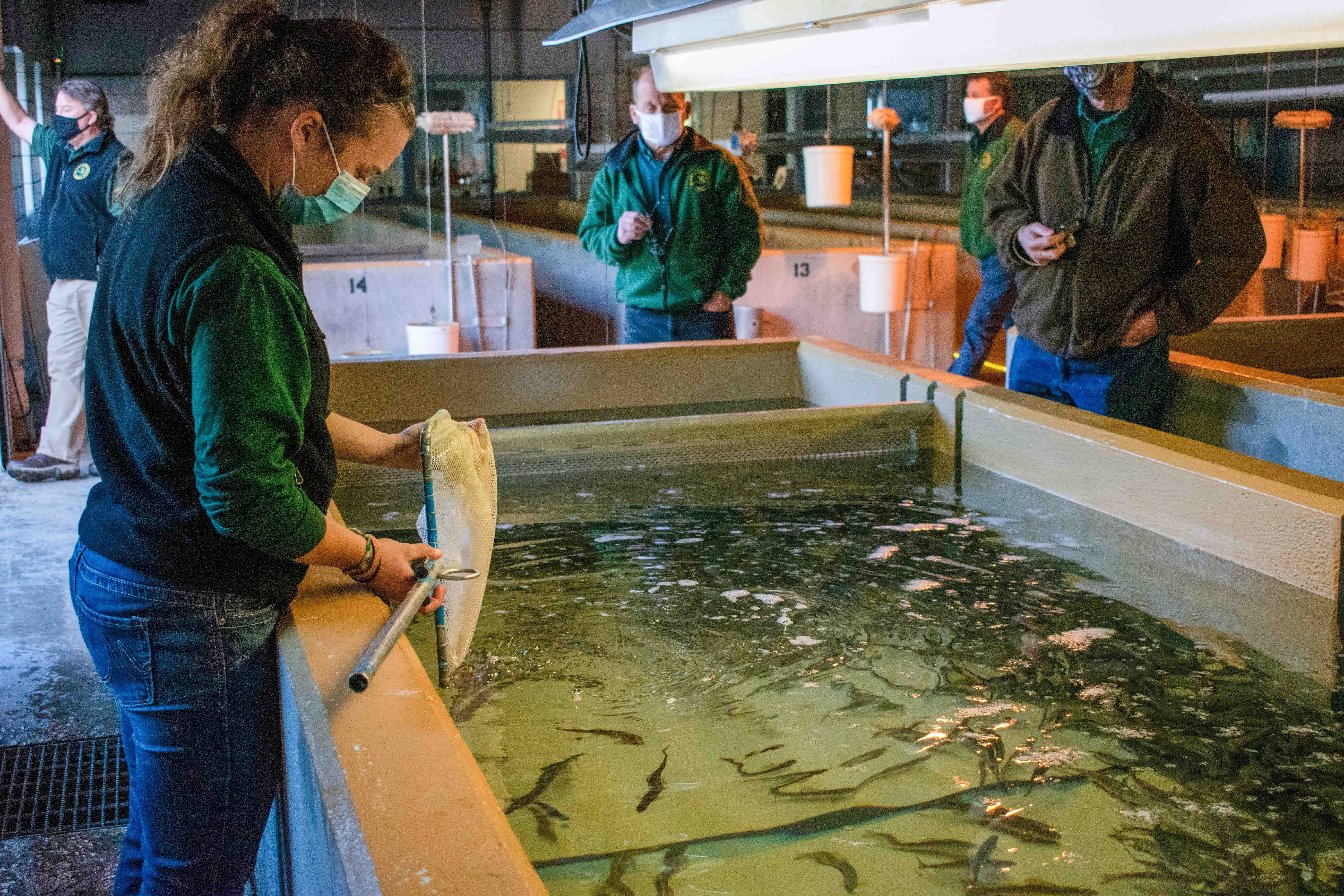 Grayling arrive at the Marquette State Fish Hatchery in 2020.