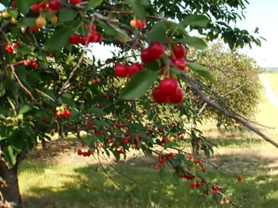 What makes Traverse City the prime place for cherries?