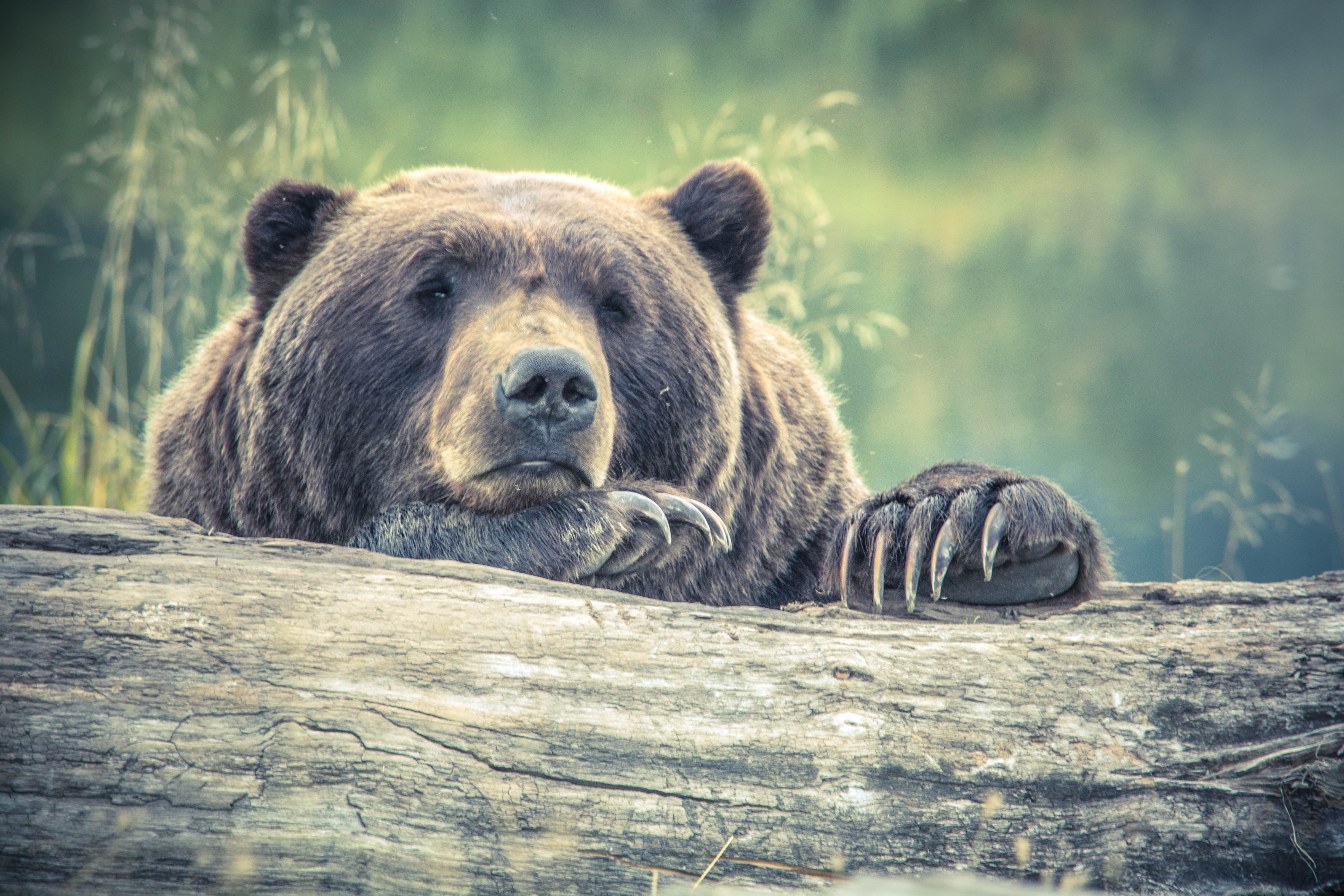Bear Best Practices: MDNR Sees High Volume of Wildlife Encounters and ...
