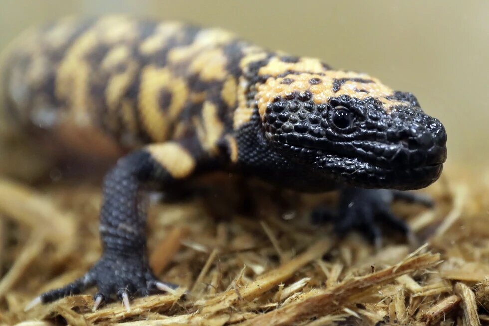 A Gila monster is displayed at the Woodland Park Zoo in Seattle, Dec. 14, 2018.