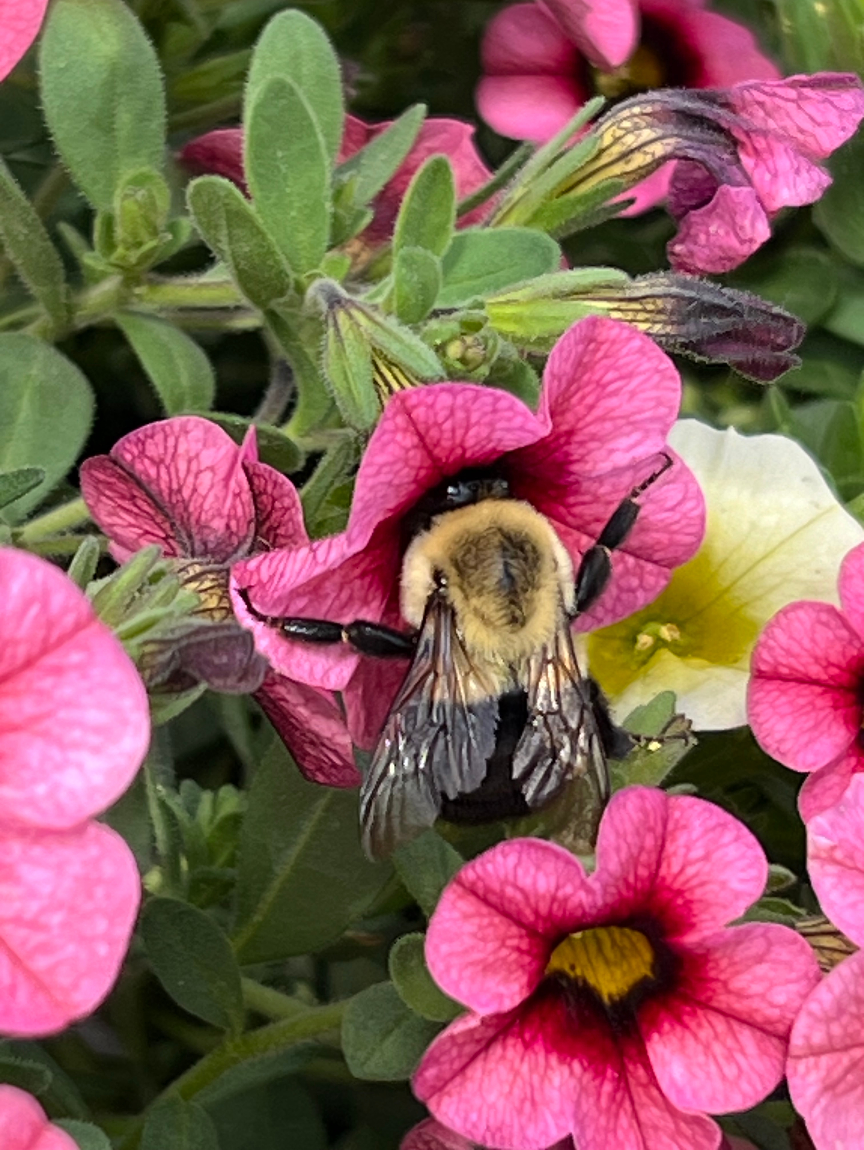 Retired K-9 Sniffs Out Threats to Michigan Honeybees 