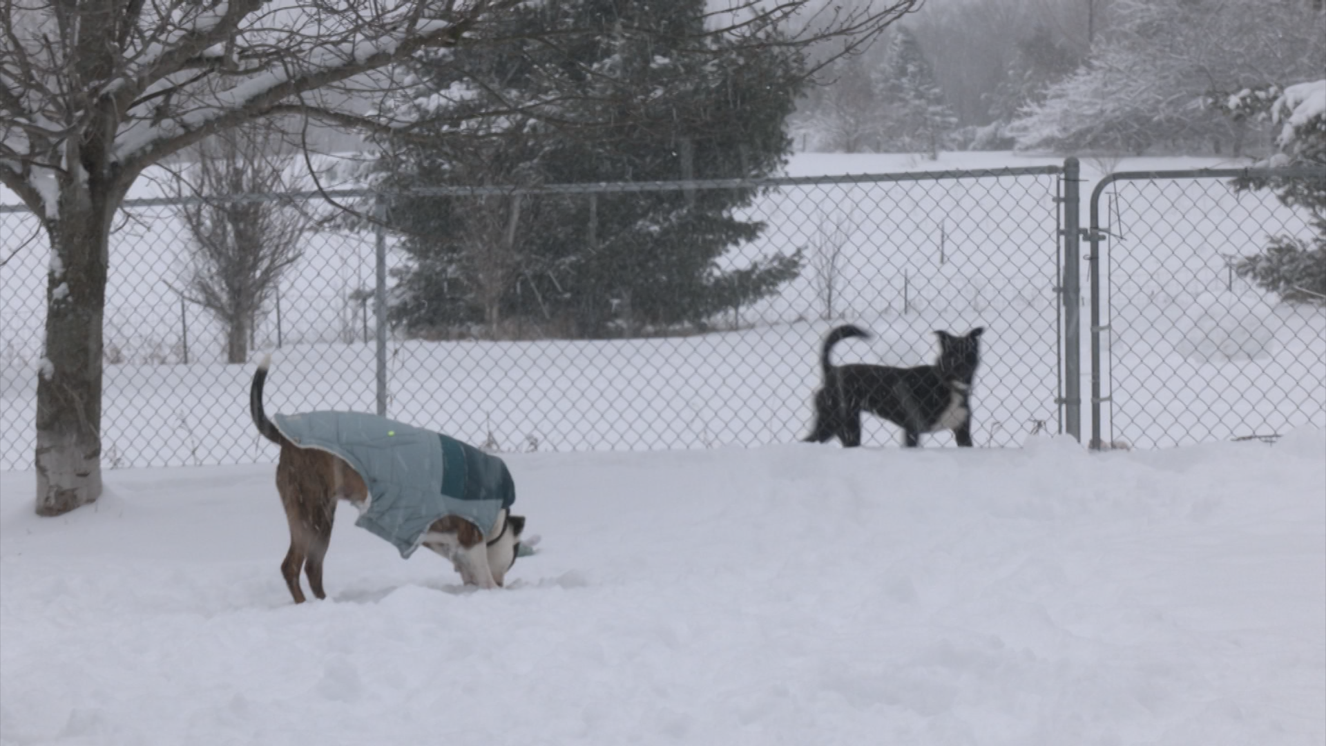 Great Lakes Humane Society addresses pet safety amid cold weather