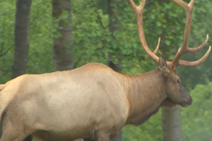 Hook & Hunting: Elk Hunters on Day 3 of Early Hunting Period