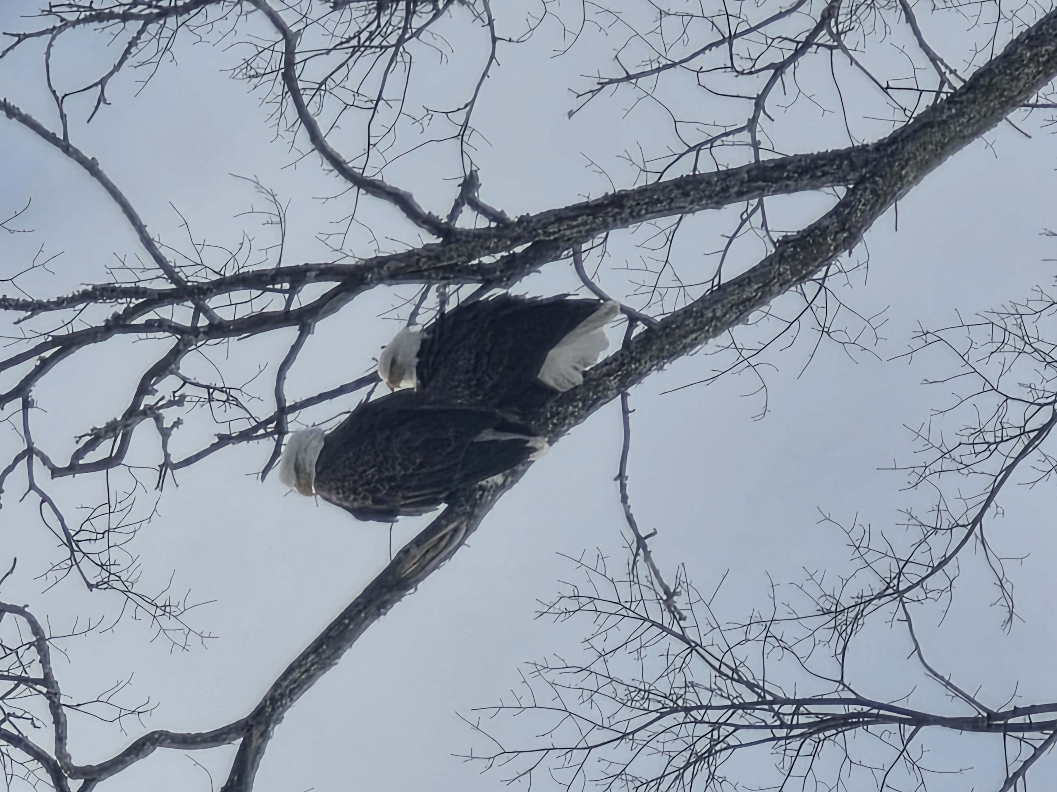 A pair of bald eagles 