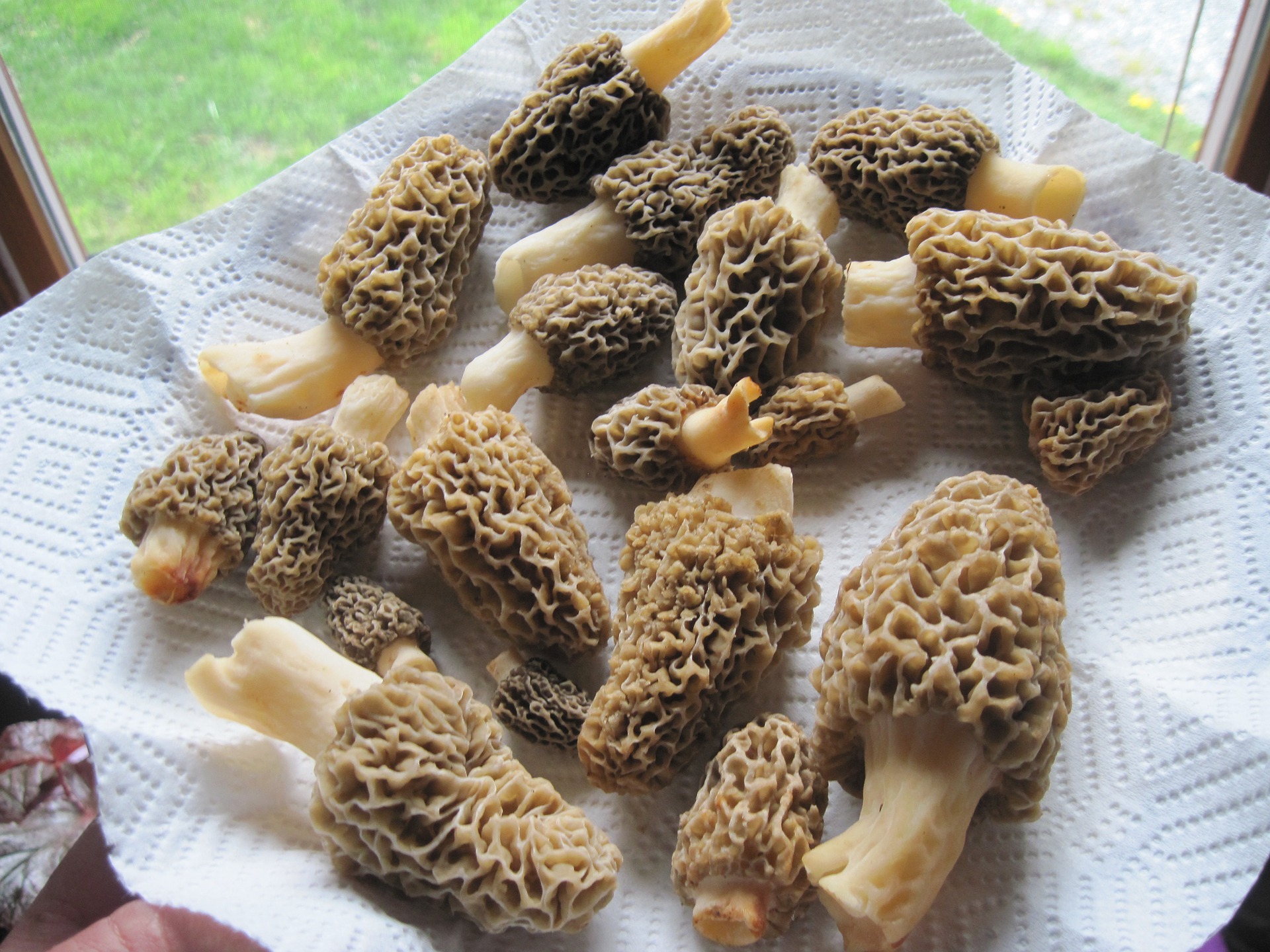 May is Morel Mushroom month, how to find them