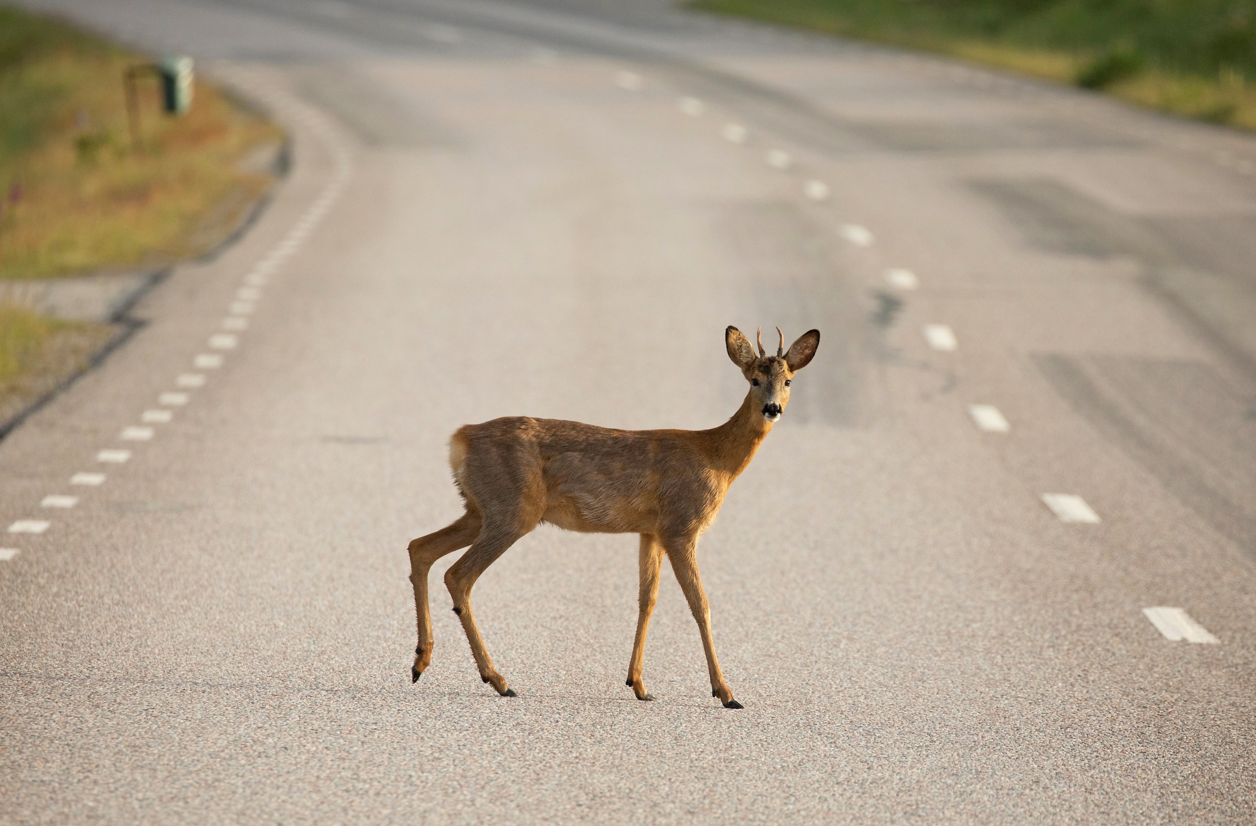 Deer in the Road...