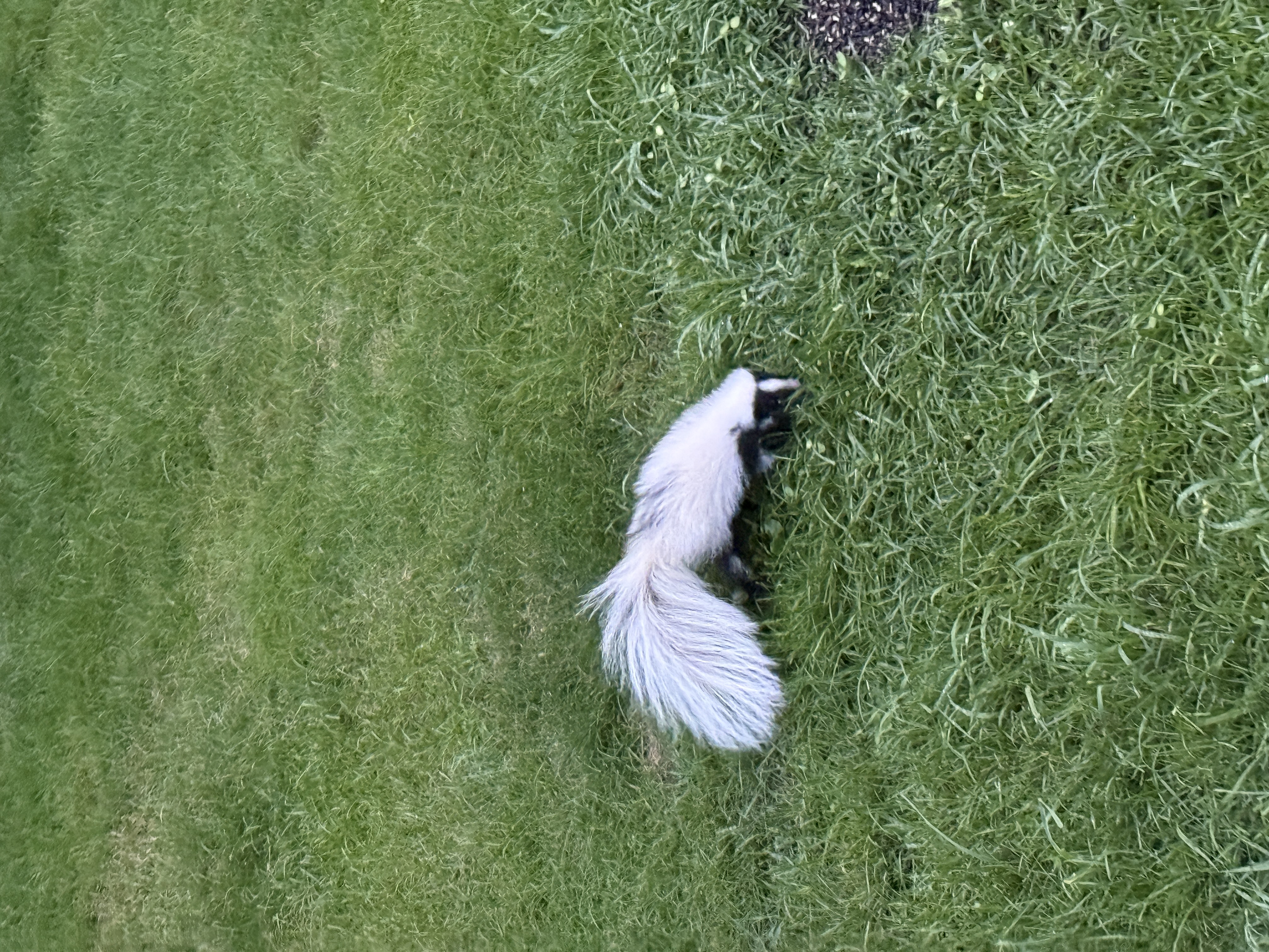 A cute little skunk looking for a snack