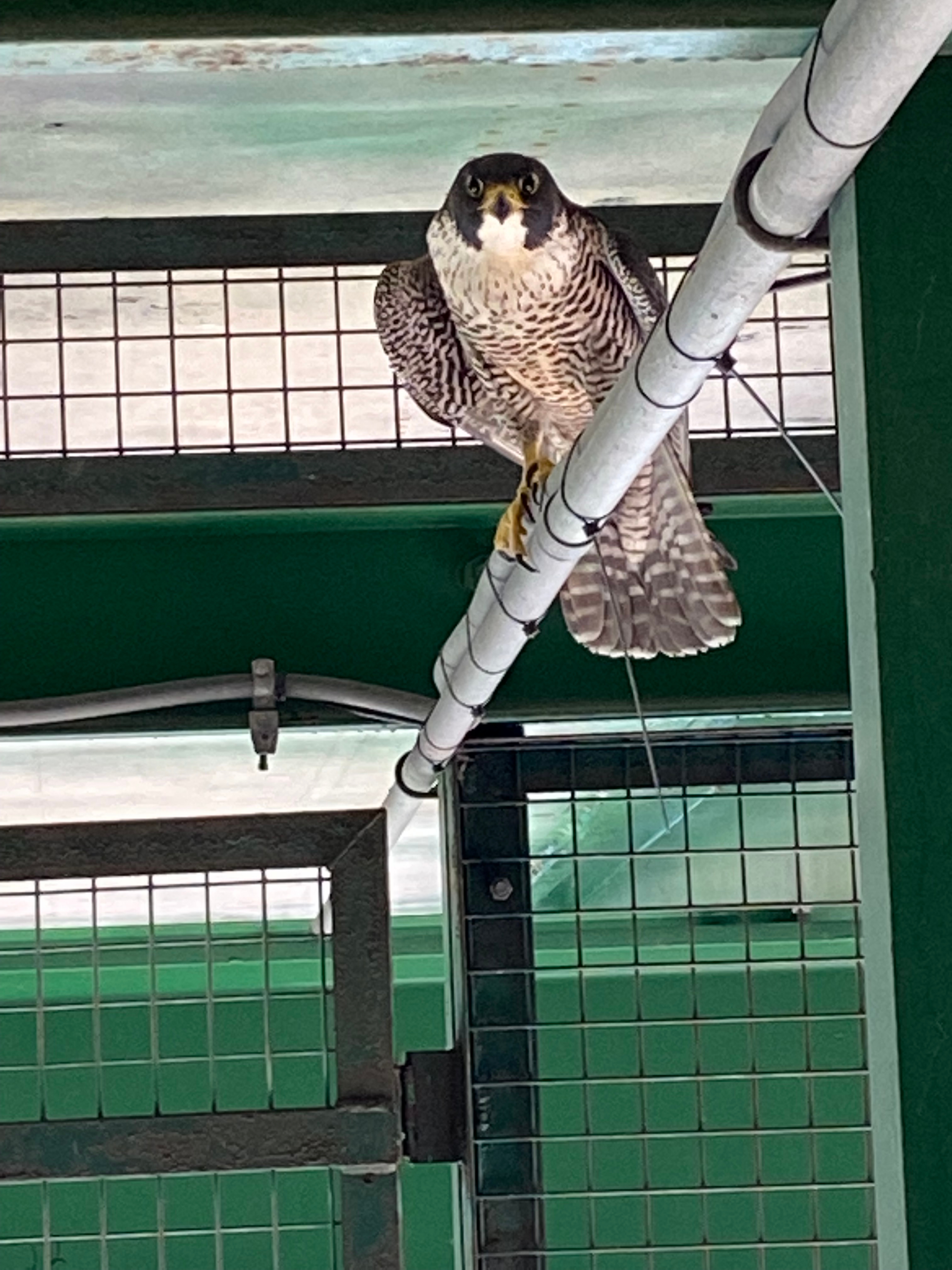 An adult peregrine falcon perches near a nest box on the U.S. side of the Sault Ste. Marie International Bridge in the summer of 2022. (International Bridge Administration)