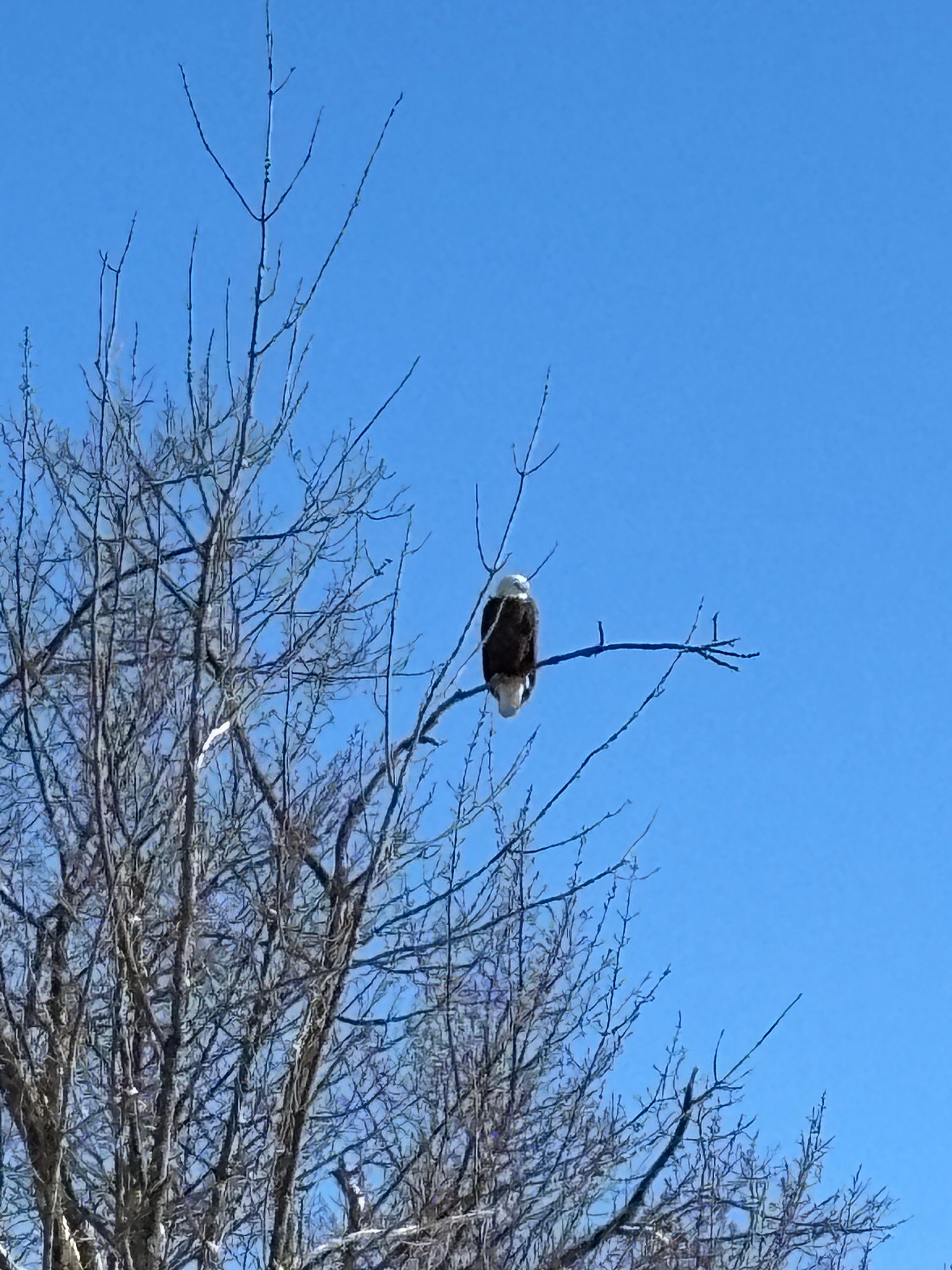 Our visitor on a cold UP morning.