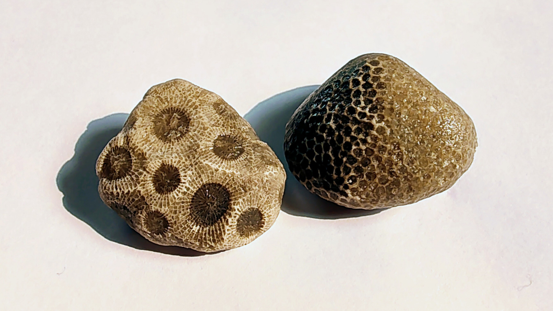 Even though they're both fossilized coral, you can see that Petoskey and Charlevoix stones are very different