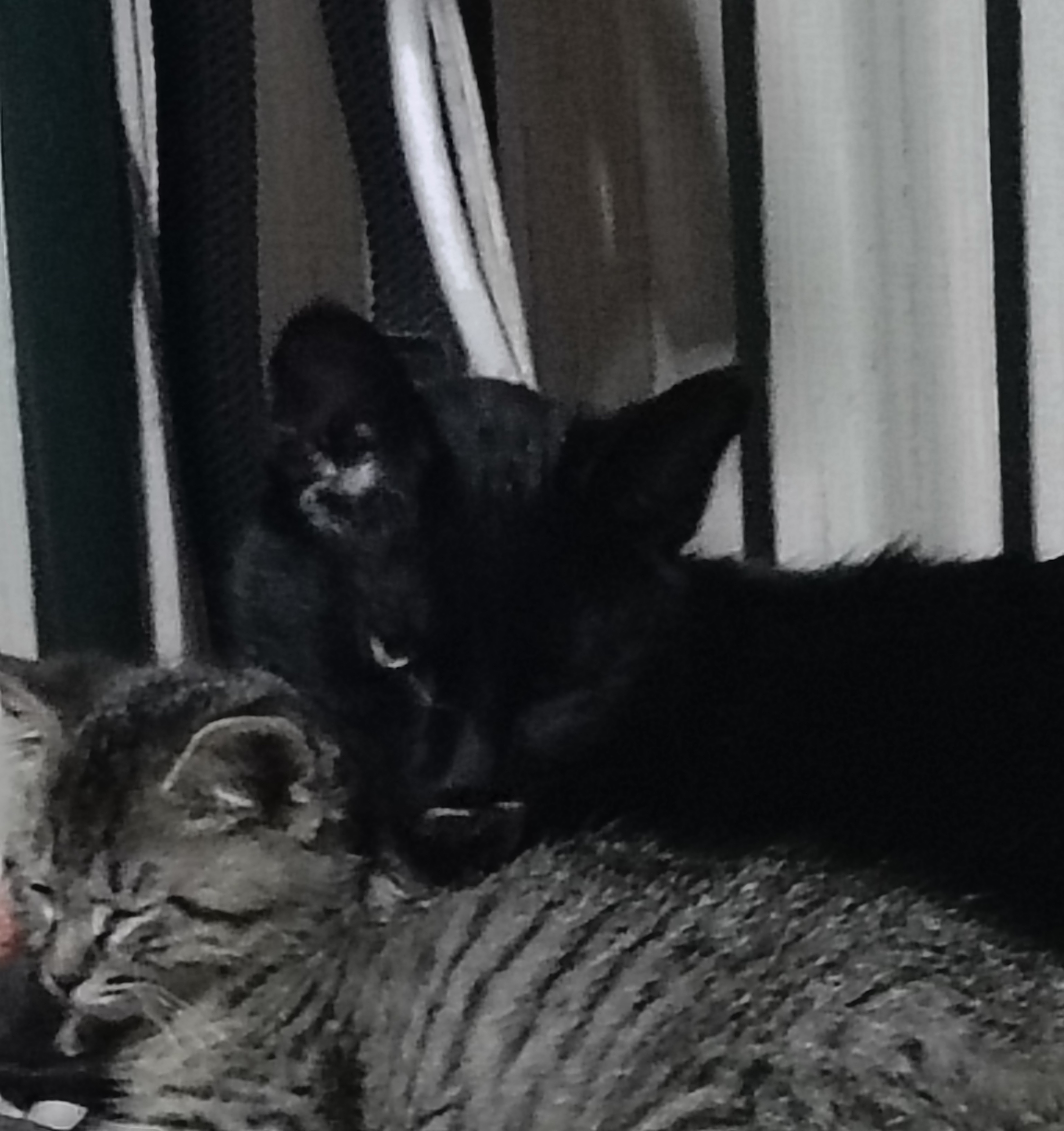 Black cat is named jelly roll and the baby is Jasper cuddle after the babies bath