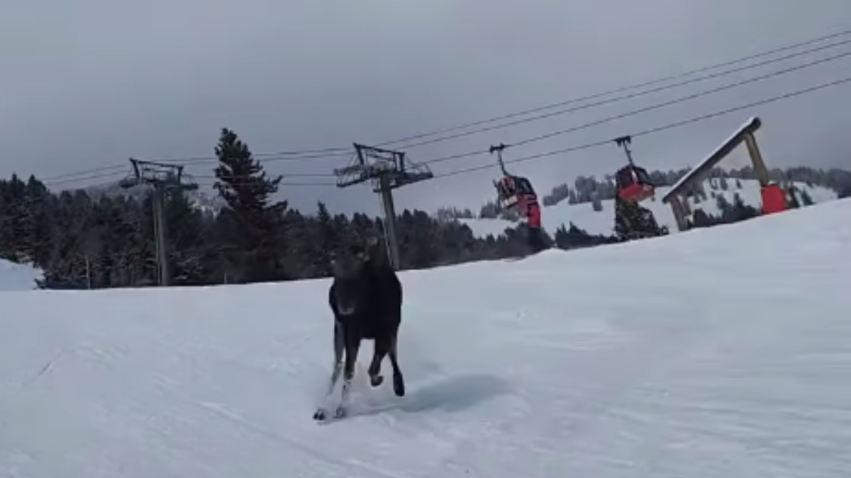 Wild moose chase!