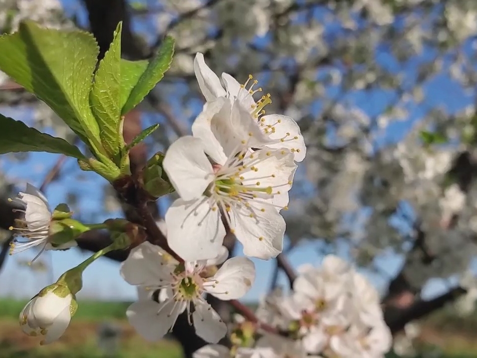 Sights and Sounds: Mauby Cherry Blossoms at Sunrise