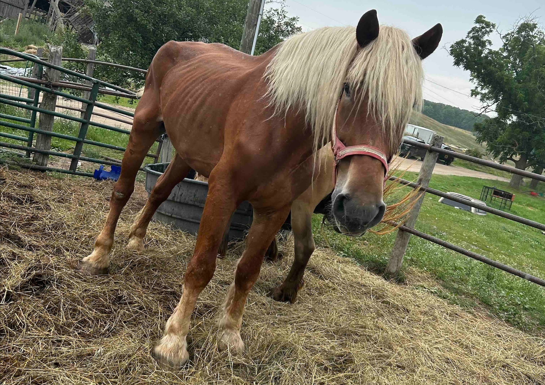 85 abused, abandoned animals found on Northern Michigan man’s property